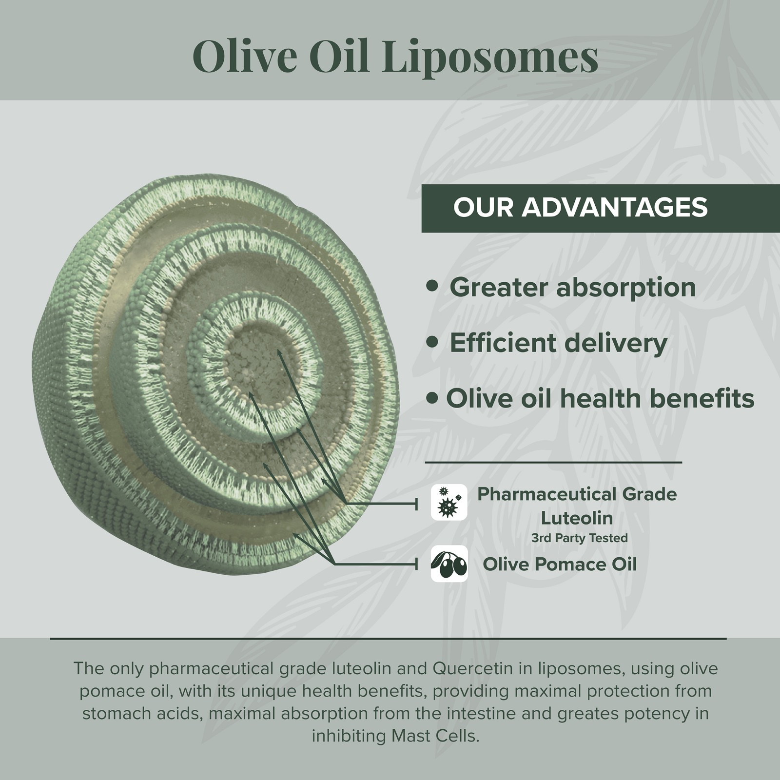 Algonot PureLut Liposomal Luteolin – 60 gelcap | Patented Olive Oil Formula