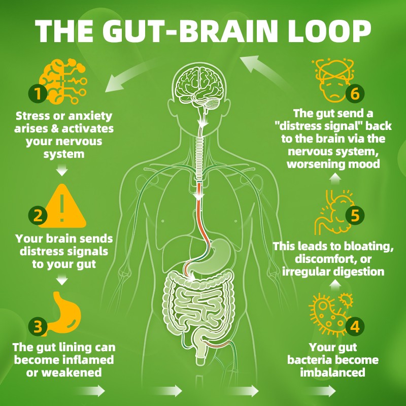 Gut Health Supplement with Probiotics Digestive Enzymes for 120-600ct