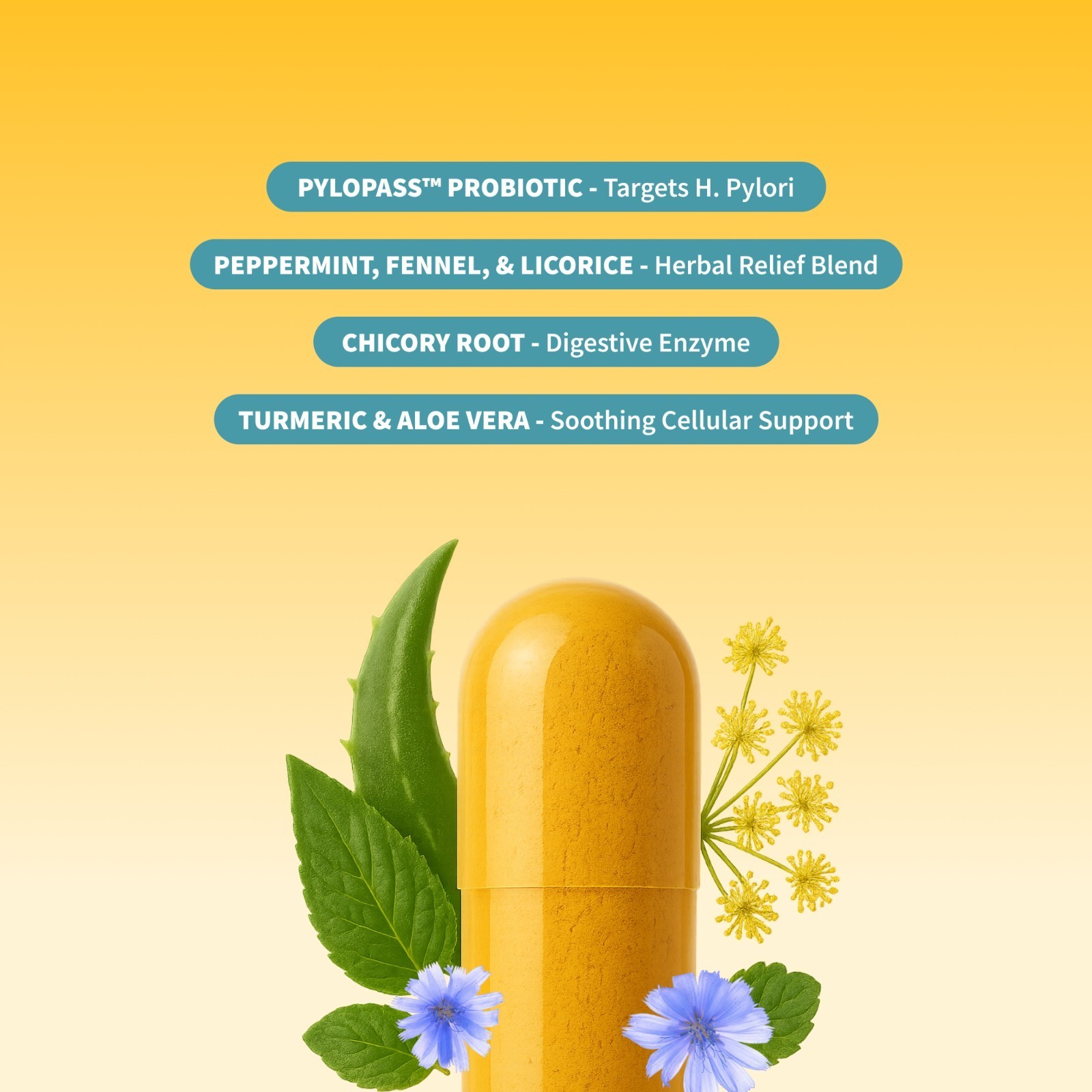 SNAP Gut Health Digestive Health Probiotics Enzymes Turmeric PYLOPASS H Pylori