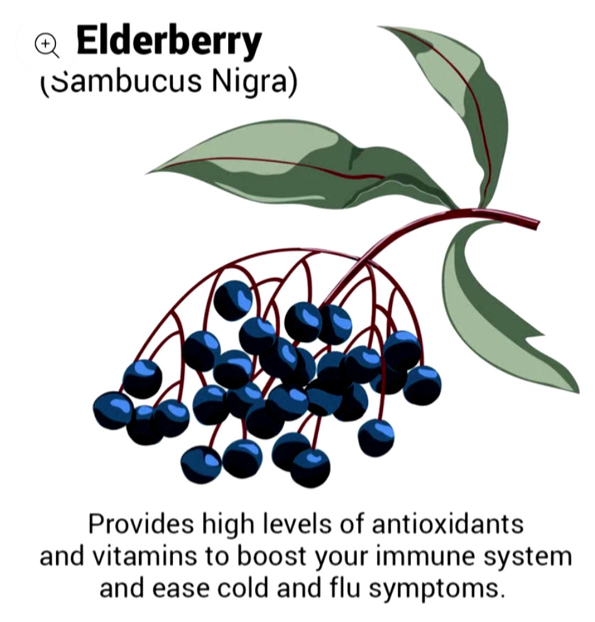 Approved Science Immune Booster Echinacea Elderberry 60 caps * SEALED Exp 12/24