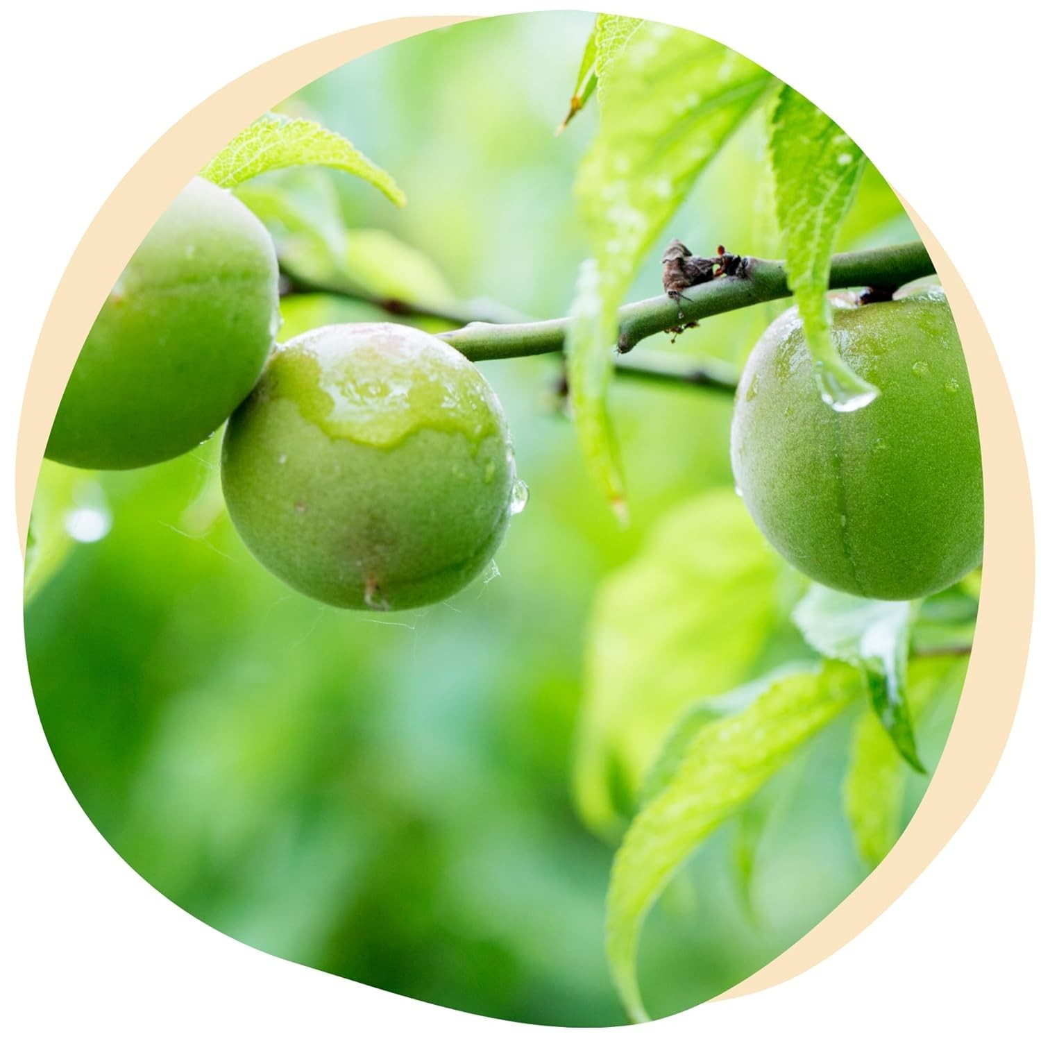 Share Original® Fermented Green Plum Japanese Apricot 11lb 30+month fermented…
