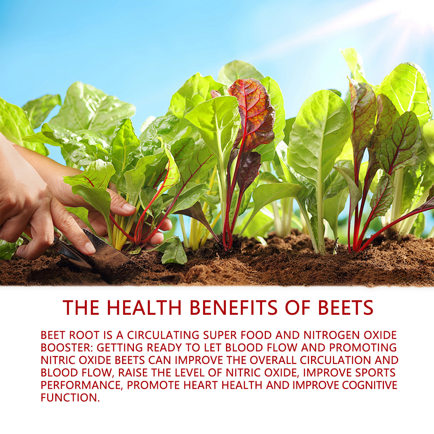 120pcs Natural Beet Capsules 1250mg-Organic Beetroot Extract,Healthy Circulation