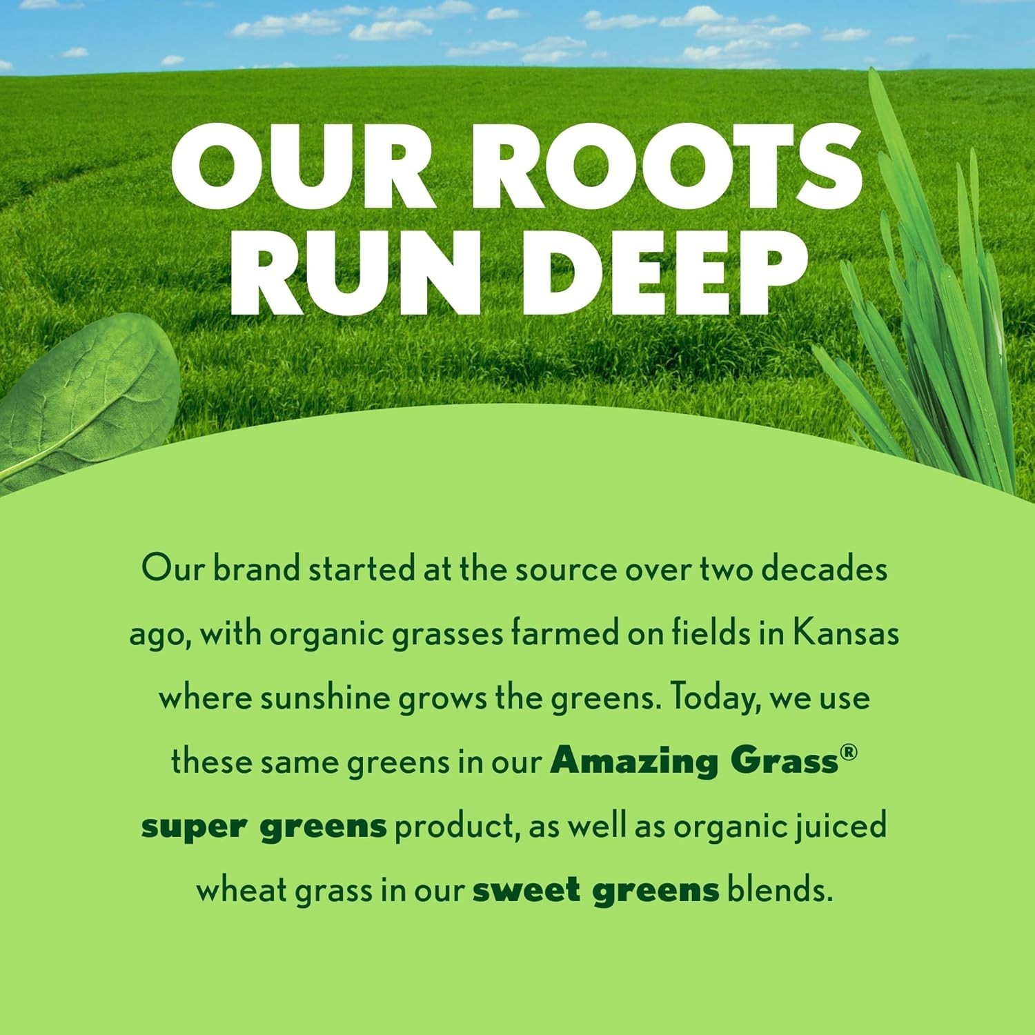 Amazing Grass Sweet Berry ORAC Greens Antioxidant Organic Superfood 30 Serv