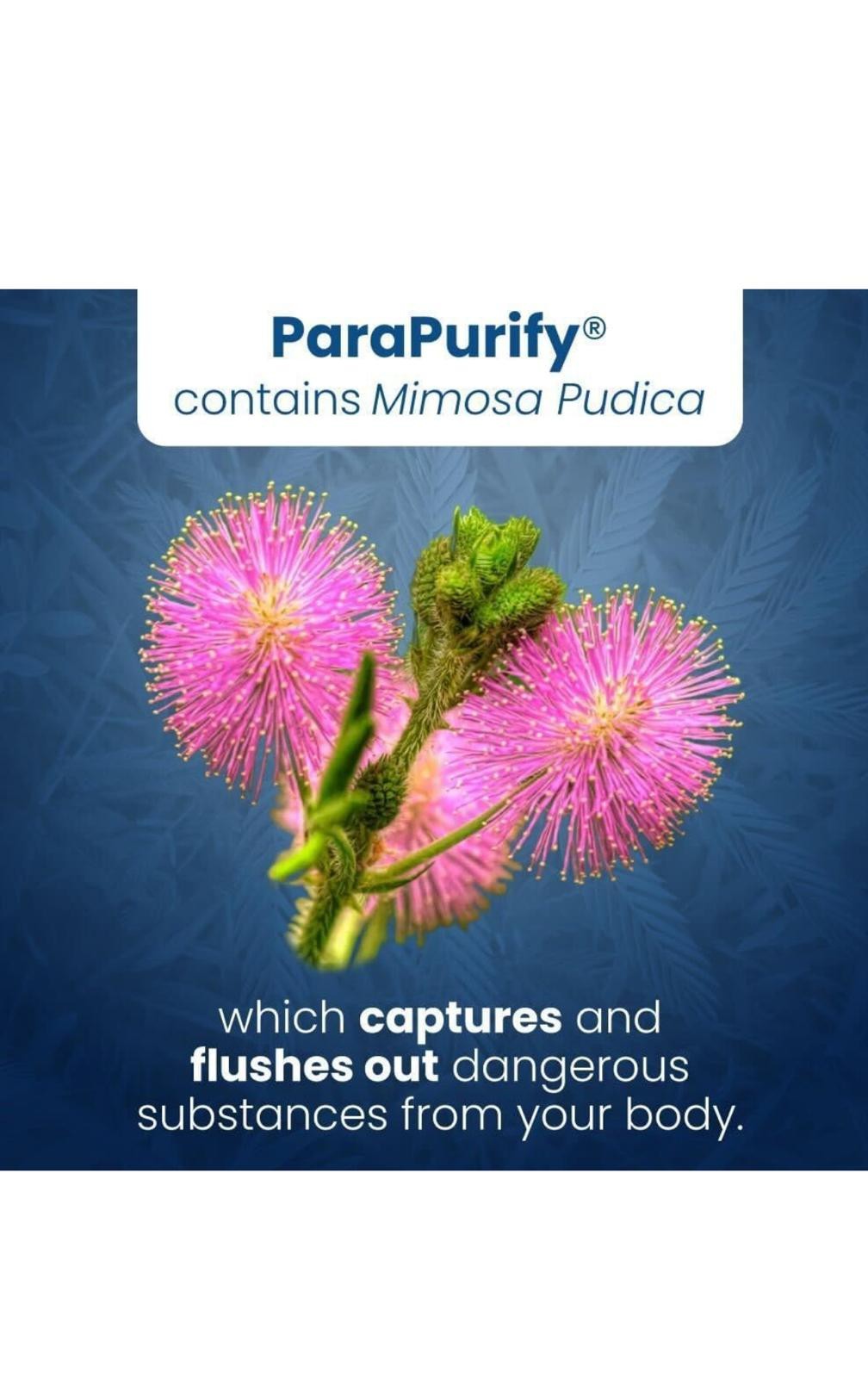 WELL OF LIFE ParaPurify | 120 Vegetarian Capsules (2 Unit)💫✨ Exp:02/2027