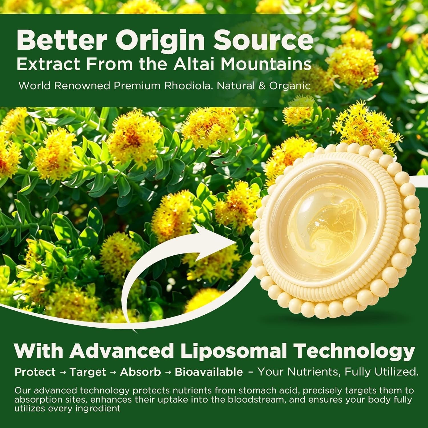 duwhot Liposomal Rhodiola Rosea Gummies Sugar Free, Organic Rhodiola Rosea