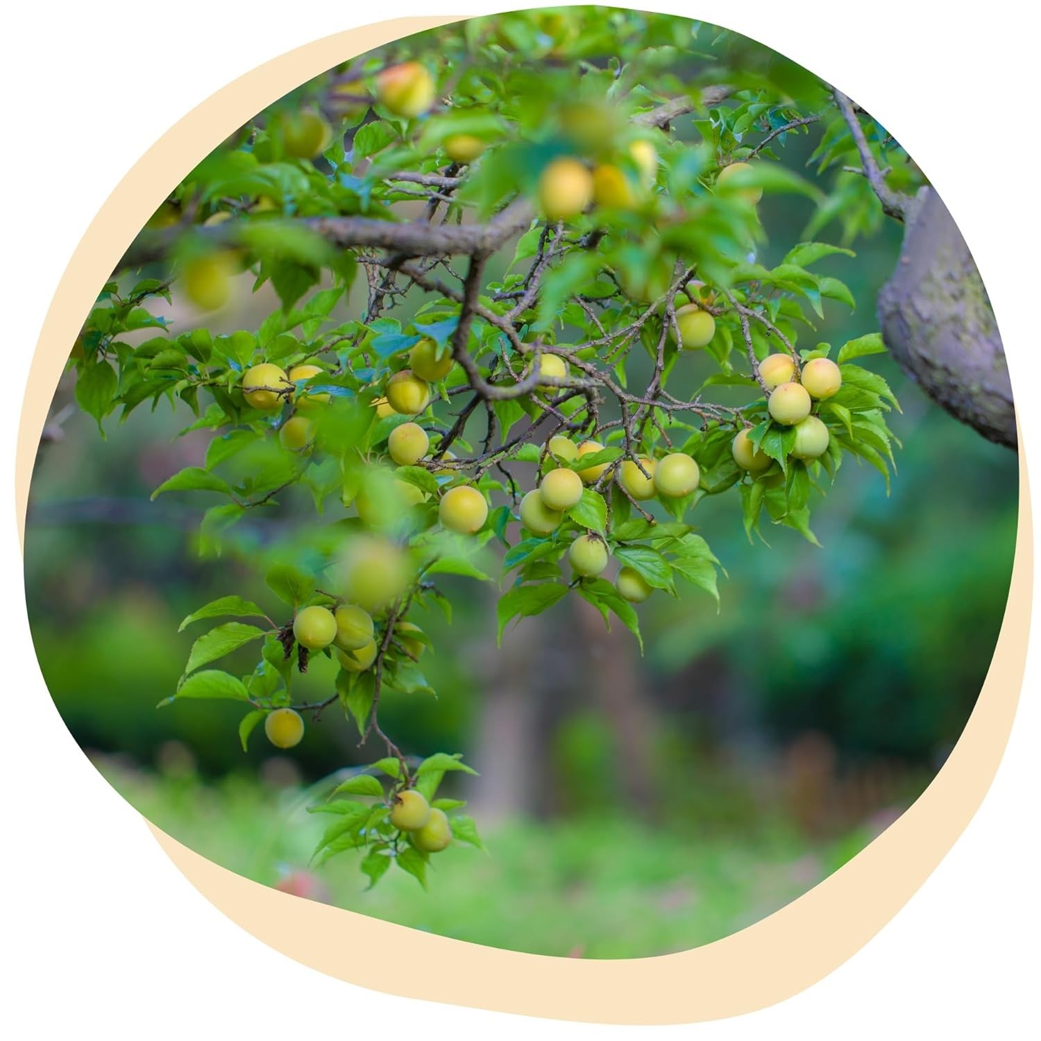 Share Original® Fermented Green Plum Japanese Apricot 11lb 30+month fermented…