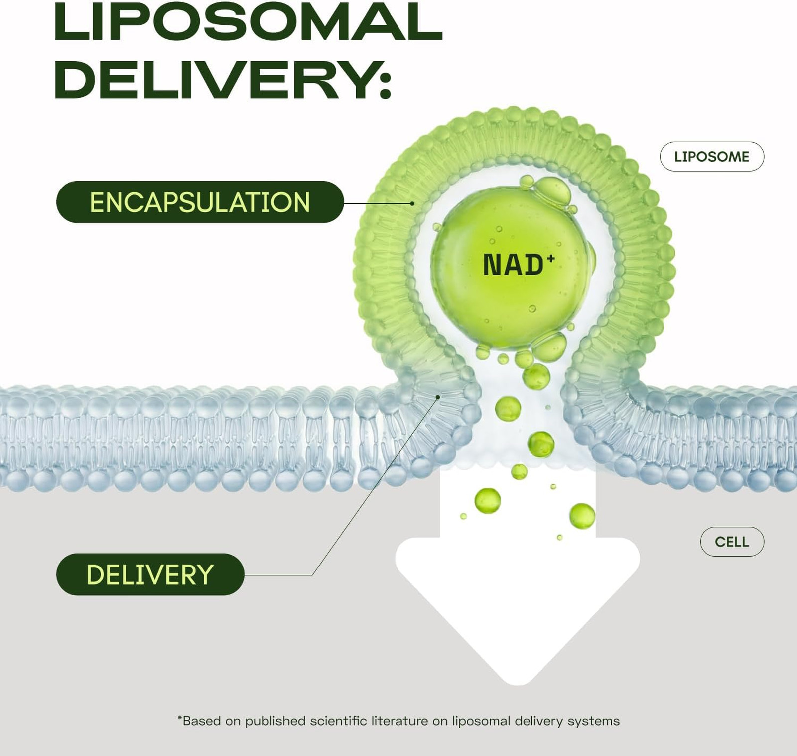 Liposomal NAD Supplement with Resveratrol NMN Alternative 180 Capsules 3 Pack