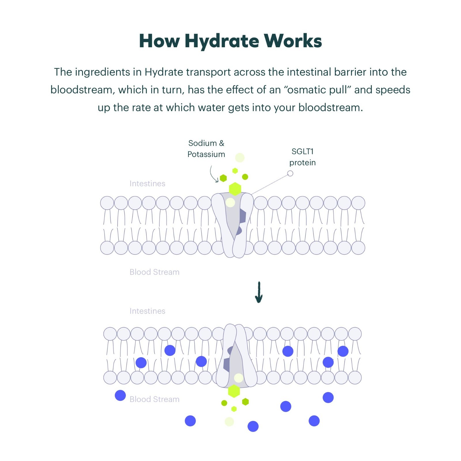 Super Combo: Restore, Protect & Hydrate | Liver Support, Rehydrate After Drinkin