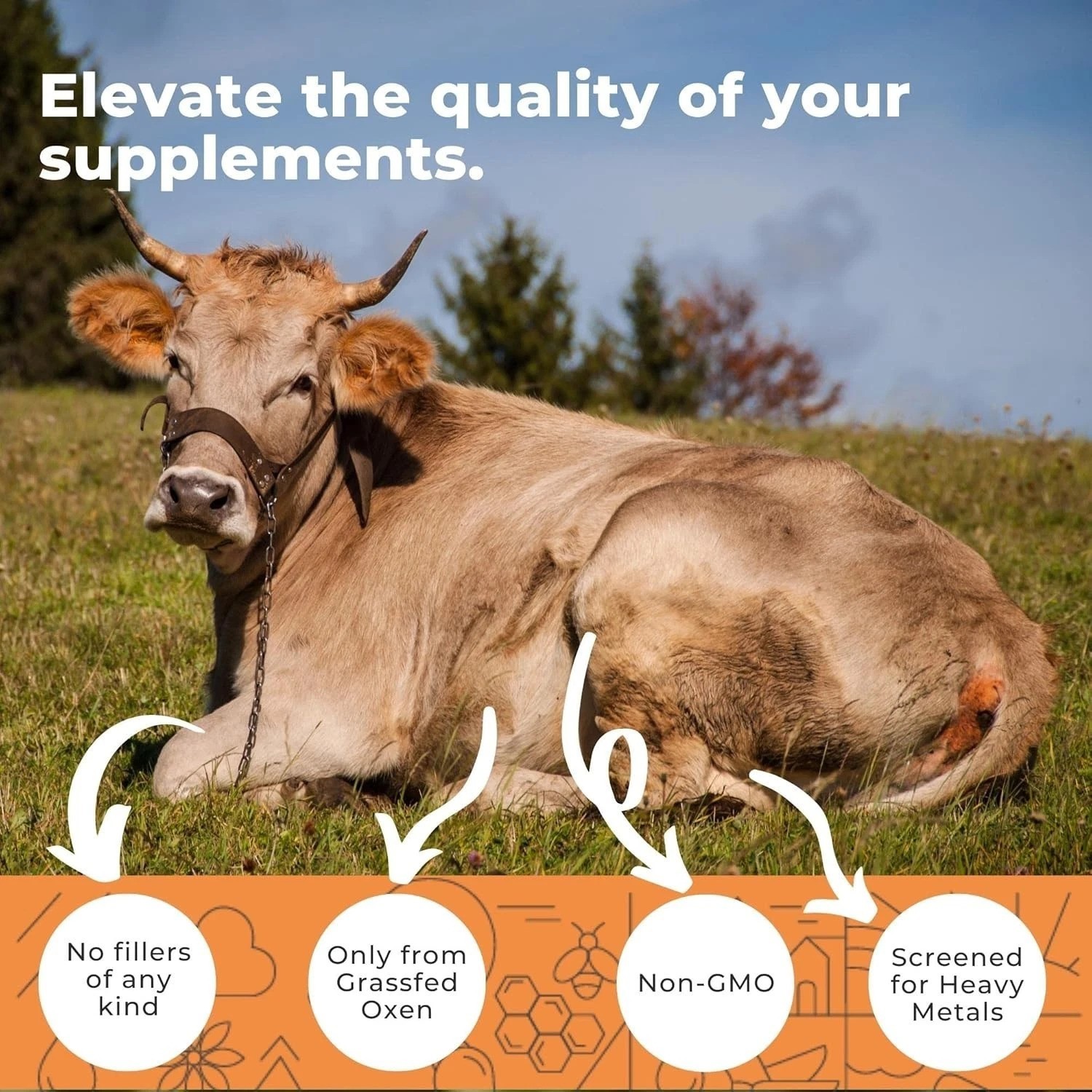 Grass-Fed Ox Bile Extract 1000mg — Digestive Support Capsules with Black Pepp…