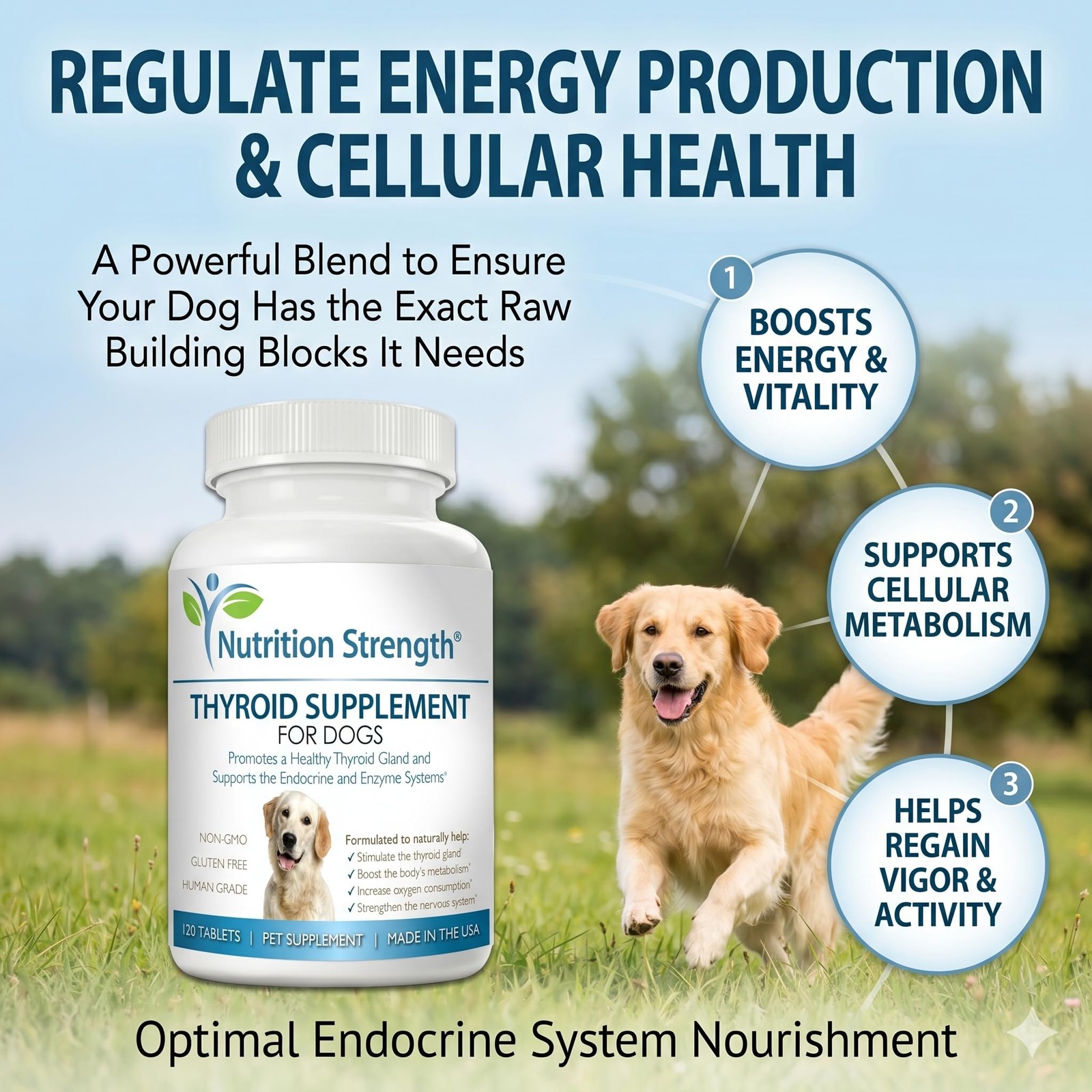 Thyroid Supplement for Dogs, Support for Hypothyroidism in Dogs with Organic …