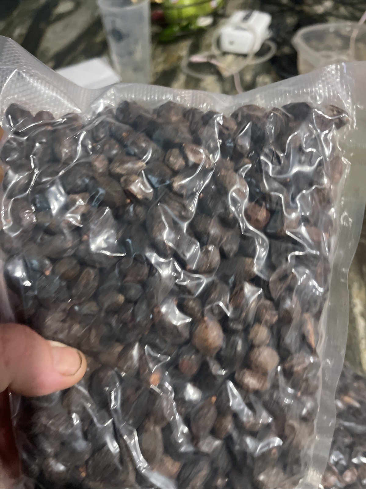10 Lbs Dried Saw Palmetto Berries