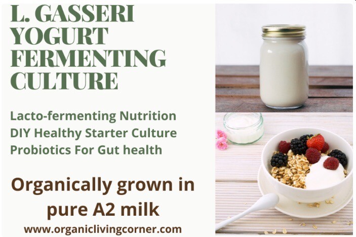 Lactobacillus Gasseri Yogurt Fermenting Culture Kit A2 Milk Grown