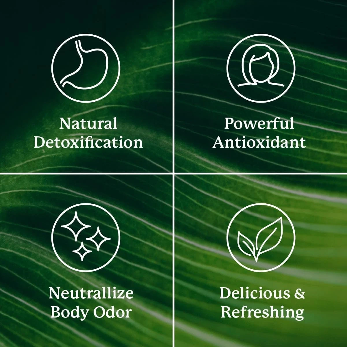 Nature’s Sunshine Liquid Chlorophyll 16 oz Digestive Detox Free Shipping