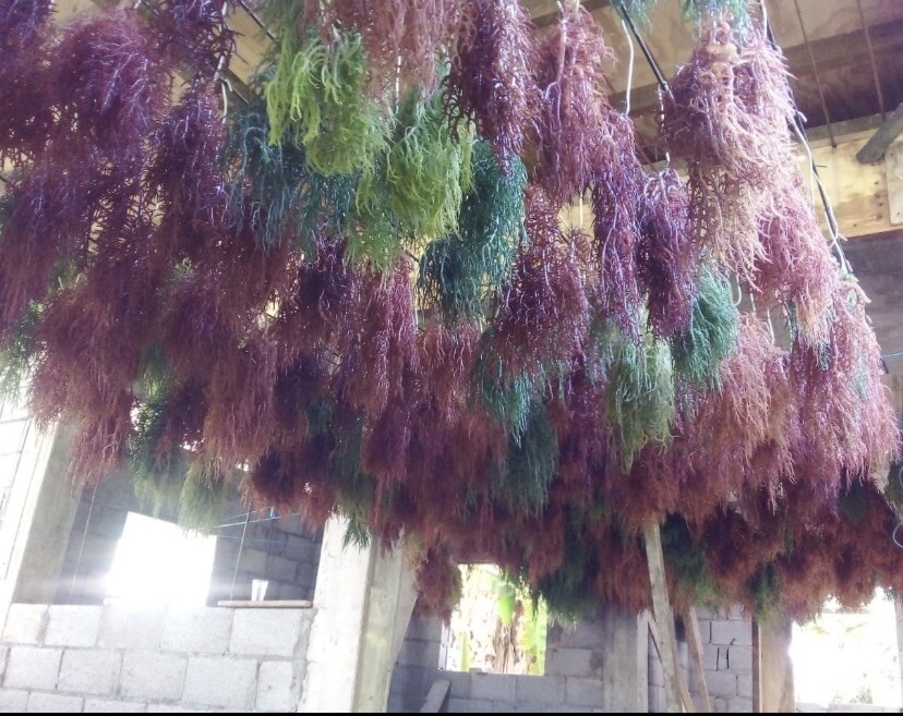 Raw Irish Sea Moss – Purple – Dr Sebi type – Irish Moss 3oz