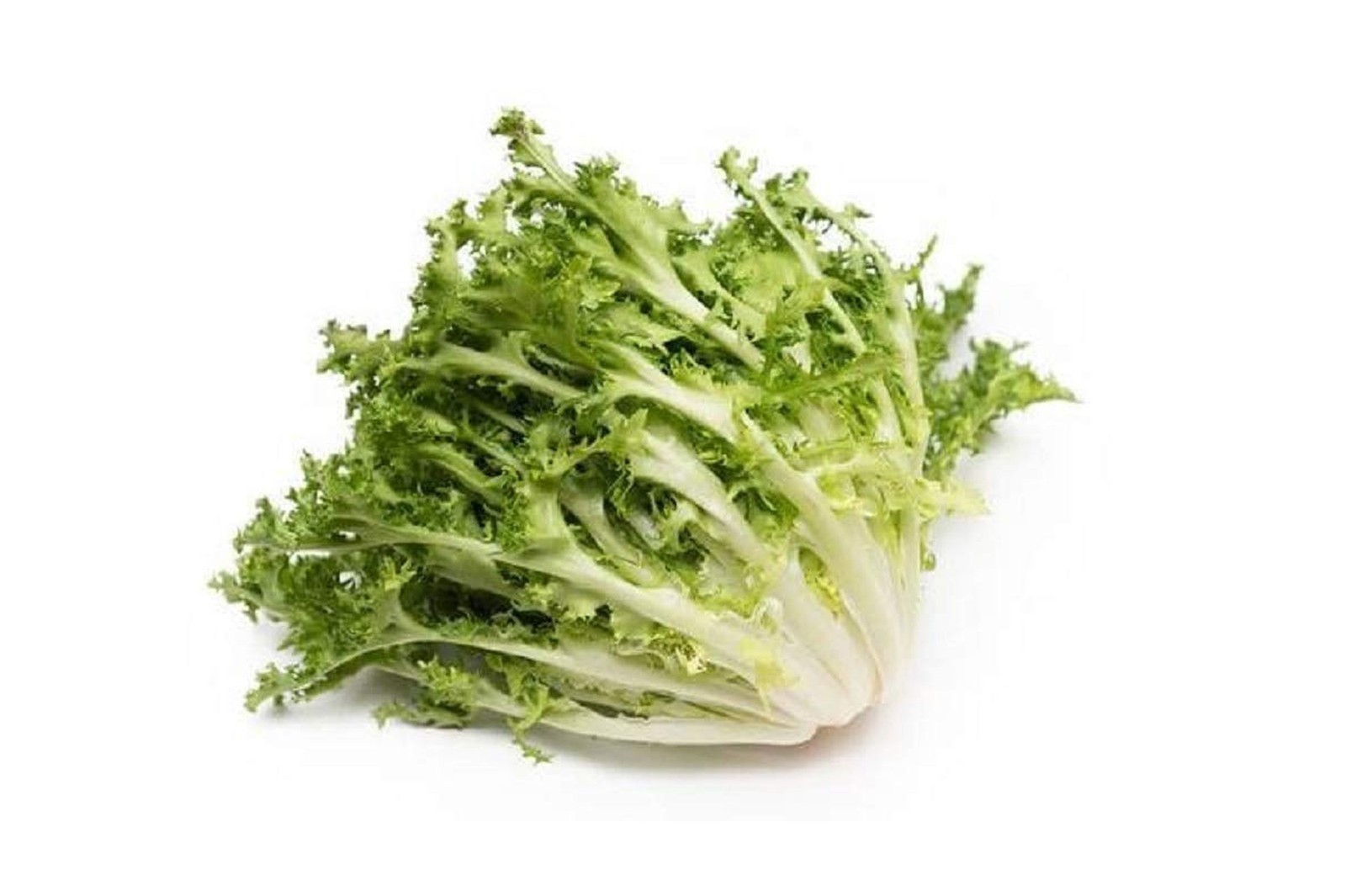 Green Curled Ruffec Endive Seeds – 25 Count Seed Pack – Non-GMO – A Classic H…