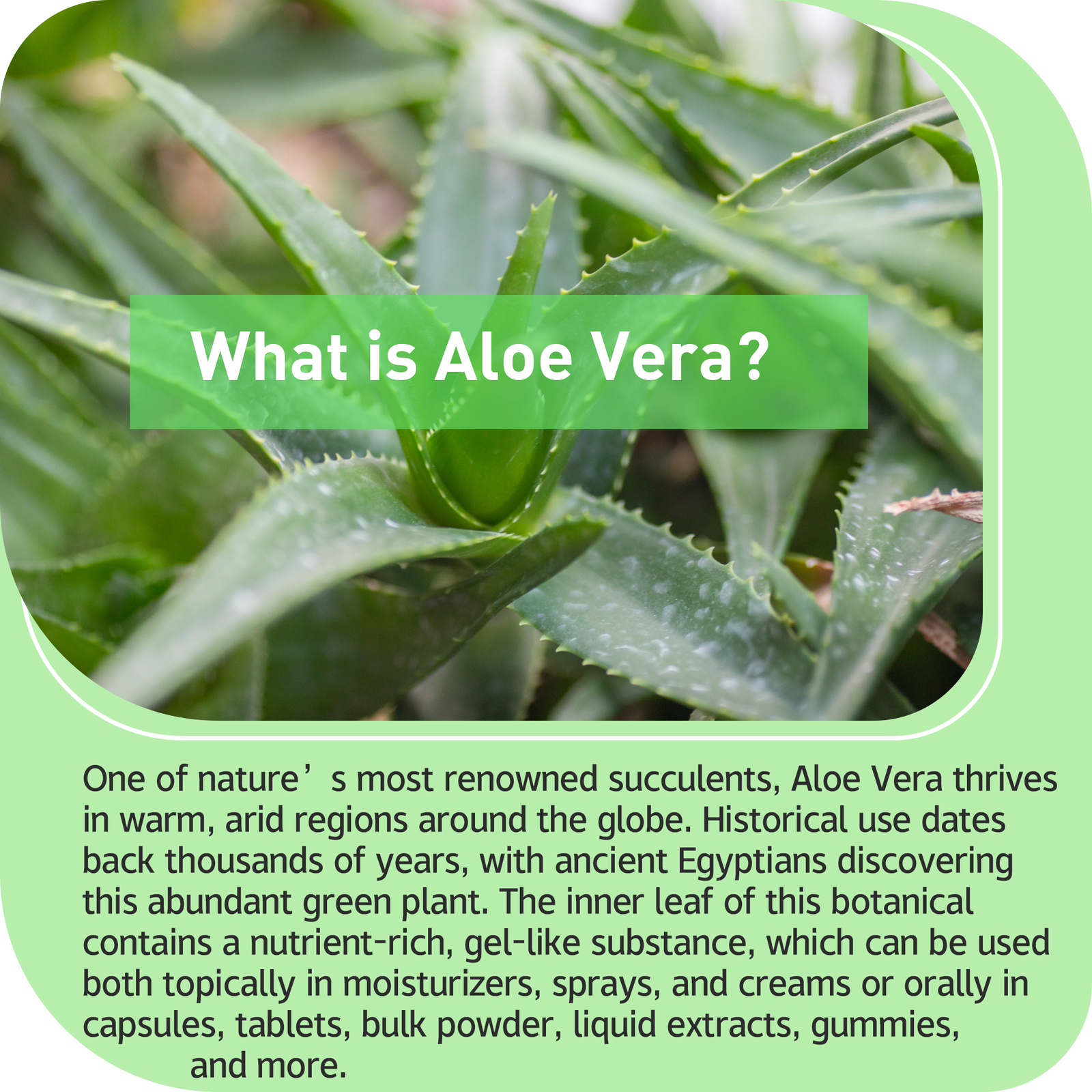 120pcs Aloe Vera 20000mg – Enhance Overall Health, Balance Stomach Acid Levels