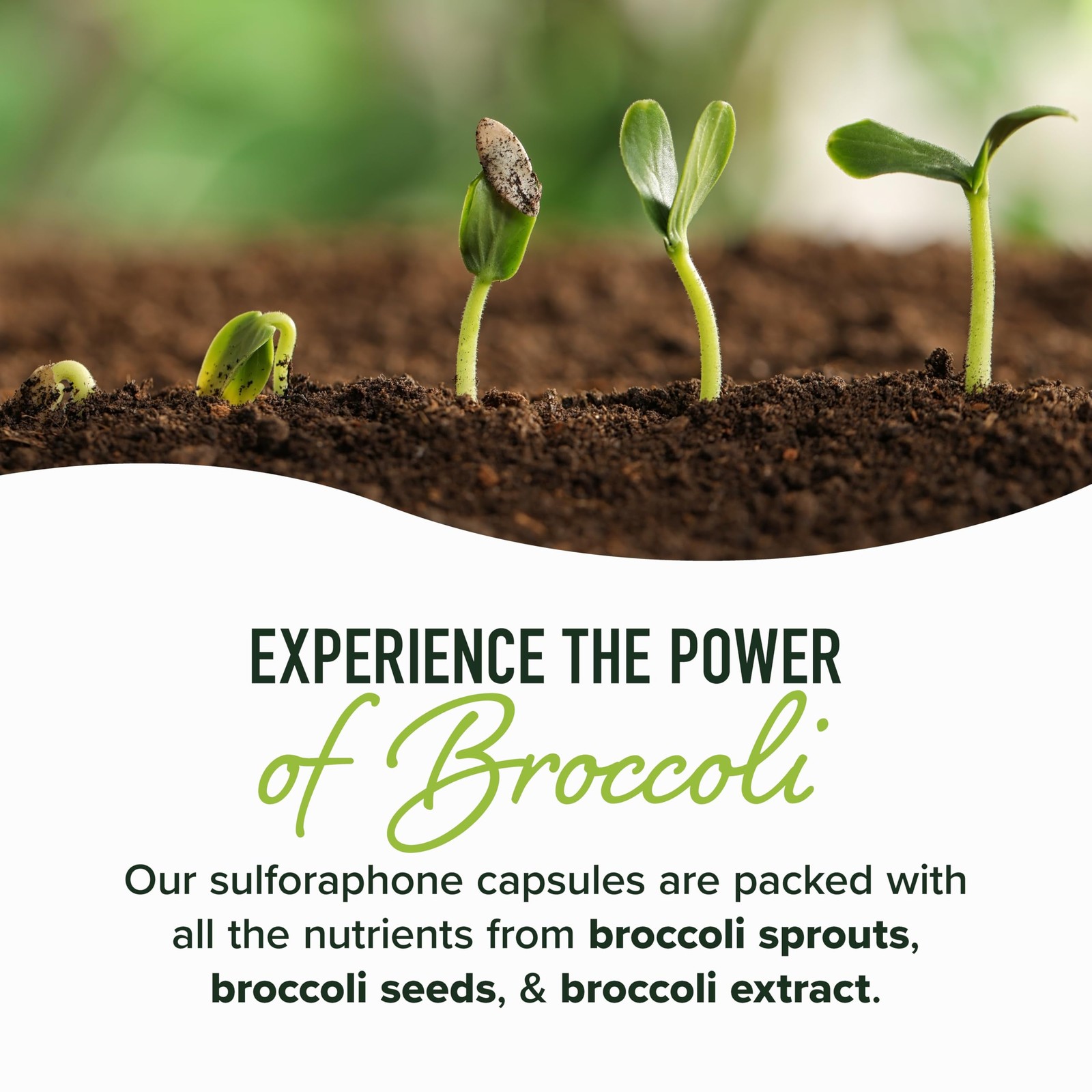 50MG Sulforaphane Supplement from Broccoli Sprouts NRF2 60 Count 60 Ct