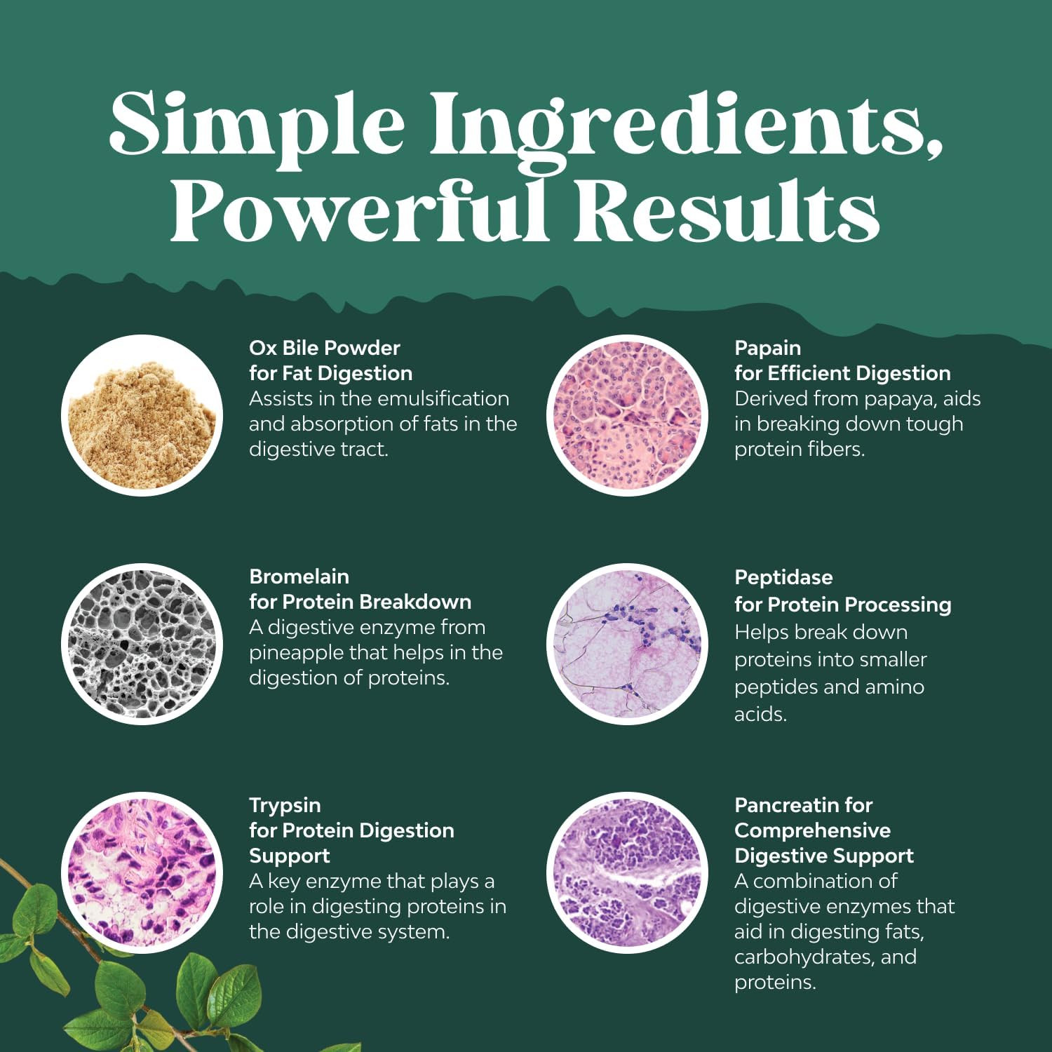 Digestive Enzymes with Ox Bile – Ox Bile Supplements for No Gallbladder with Try