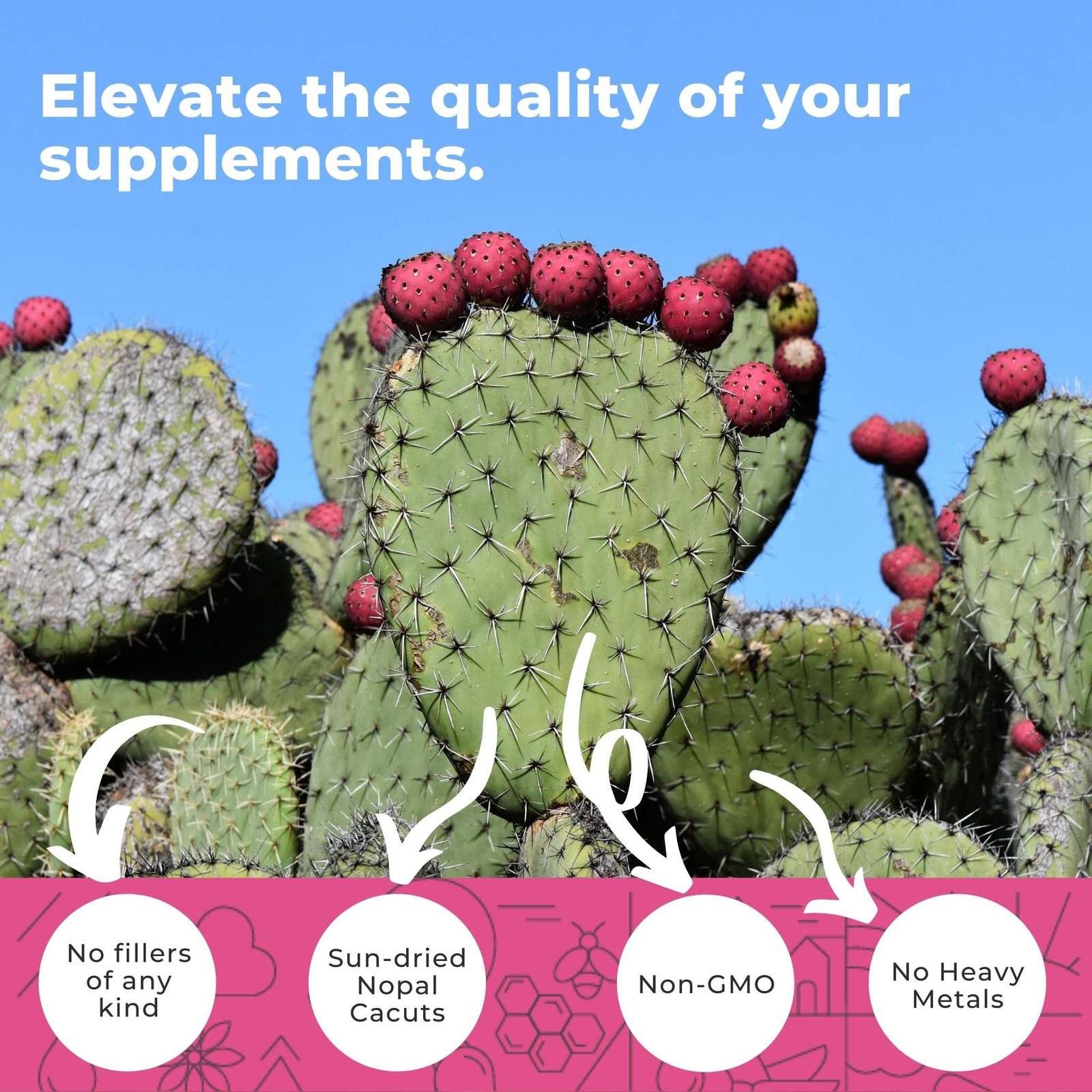 Nopal Cactus Capsules 1500mg- Organic Sun-Dried Prickly 240 Count (Pack of 1)