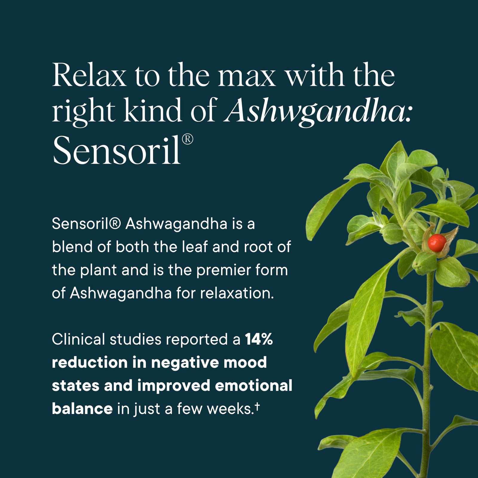 Ora Organic Stress Relief Capsules Ashwagandha Saffron 60 Count
