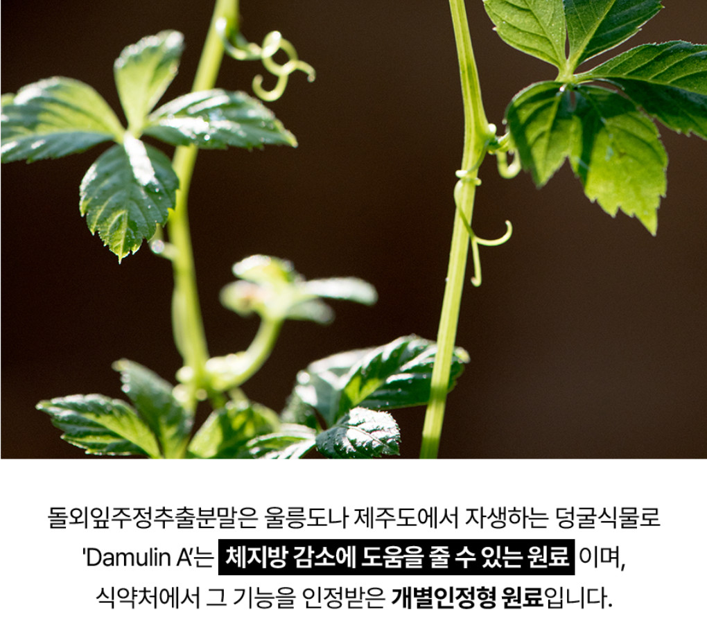 Foodology Choleology Burningology D-Day 3.8g*5 packs (5 days) K-Beauty