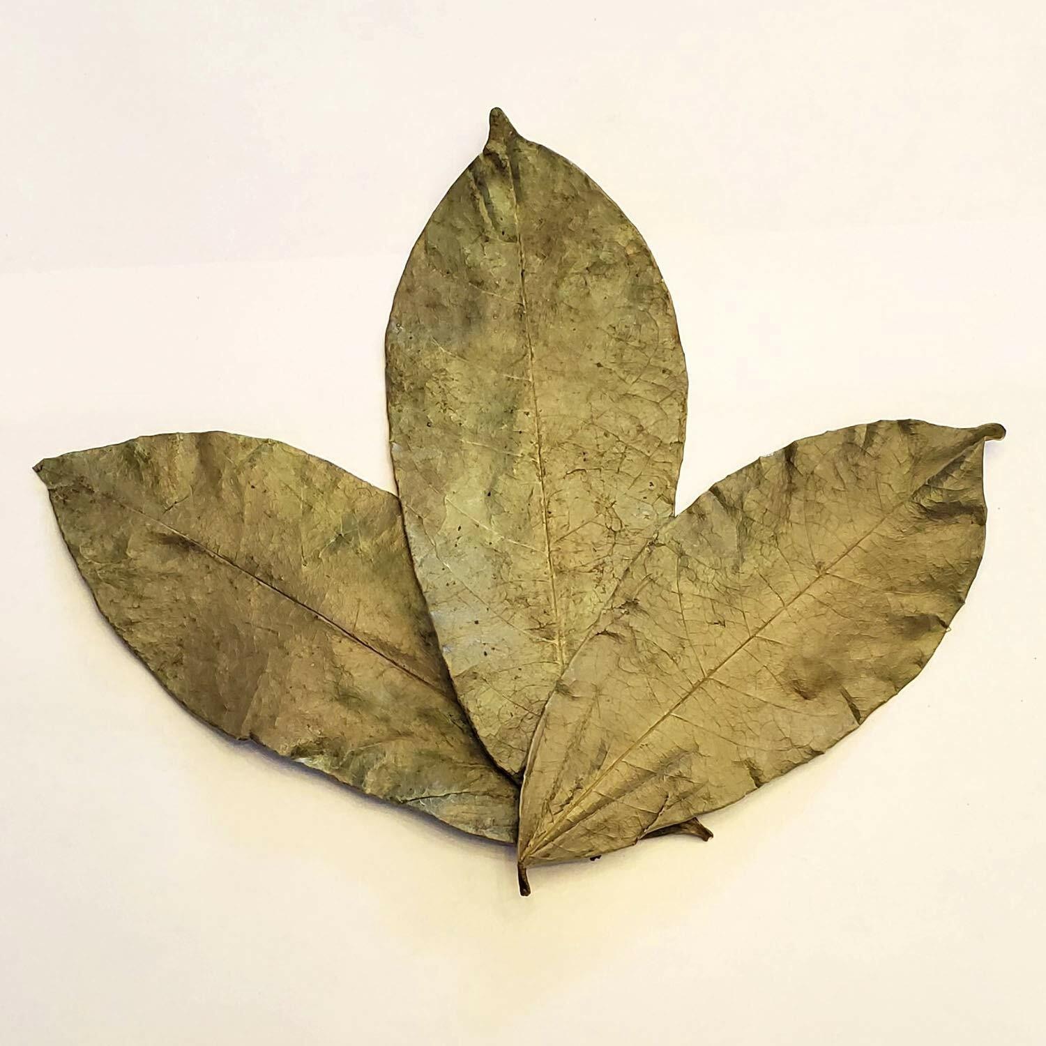 Graviola Whole Leaves 10KG Bulk Annona Muricata | Soursop Commercial Supply