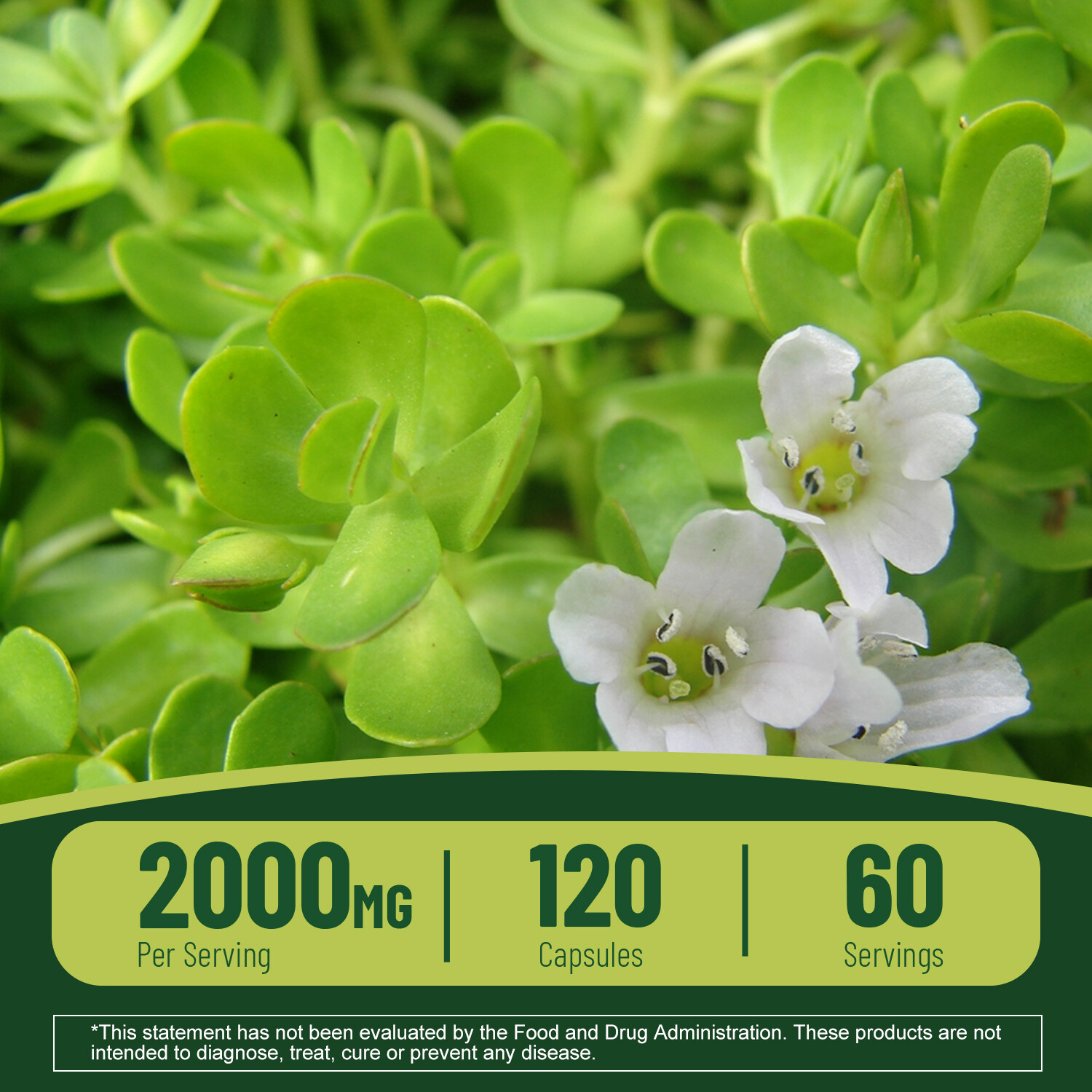 120pcs Bacopa Monnieri 2000mg – Memory Focus Boost Nootropic Brain Supplement