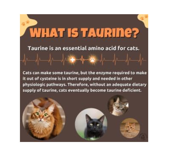 Taurine for Cats – Taurine Powder for All Ages Including Kittens – 144+ Servings