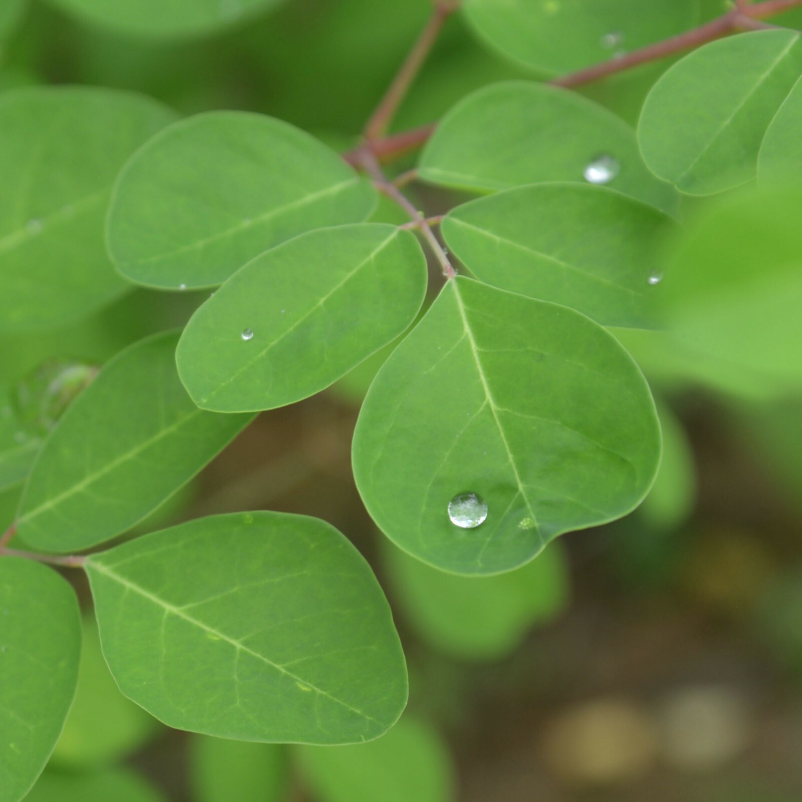Moringa Leaves Organic Dried Cut & Sifted 8KG Bulk Moringa Oleifera Wholesale