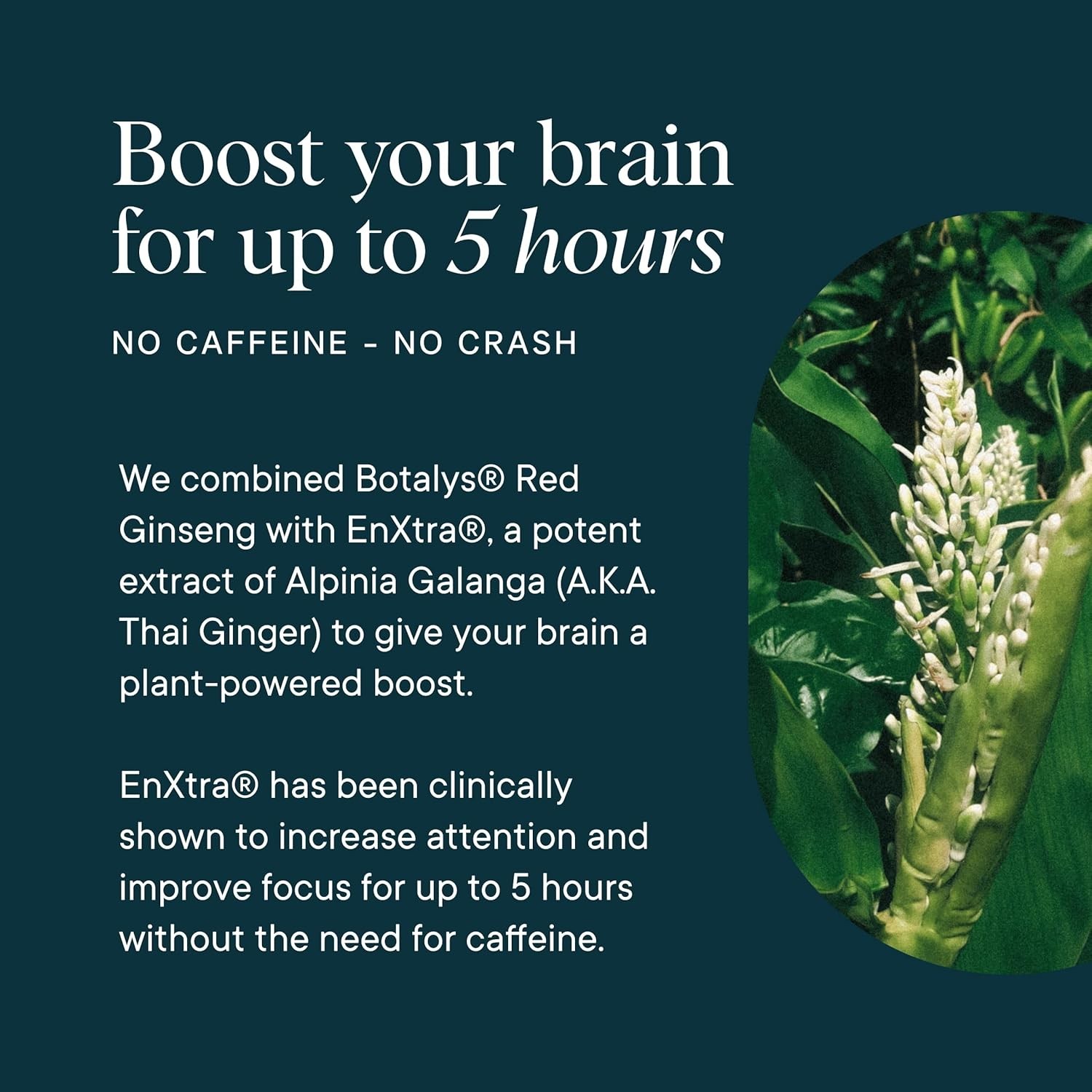Ora Organic – Brain Health Supplement for Focus, Mental Energy + Memory