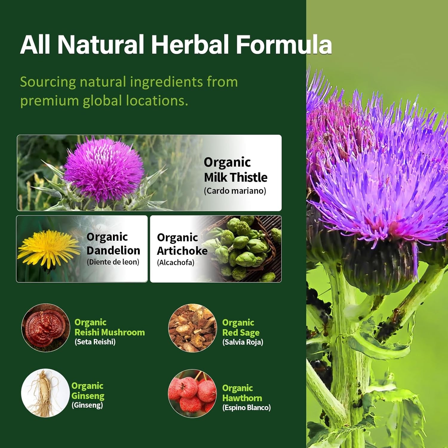 Milk Thistle Capsules Silymarin Liver Detox Pills Fatty Liver Treatment Support
