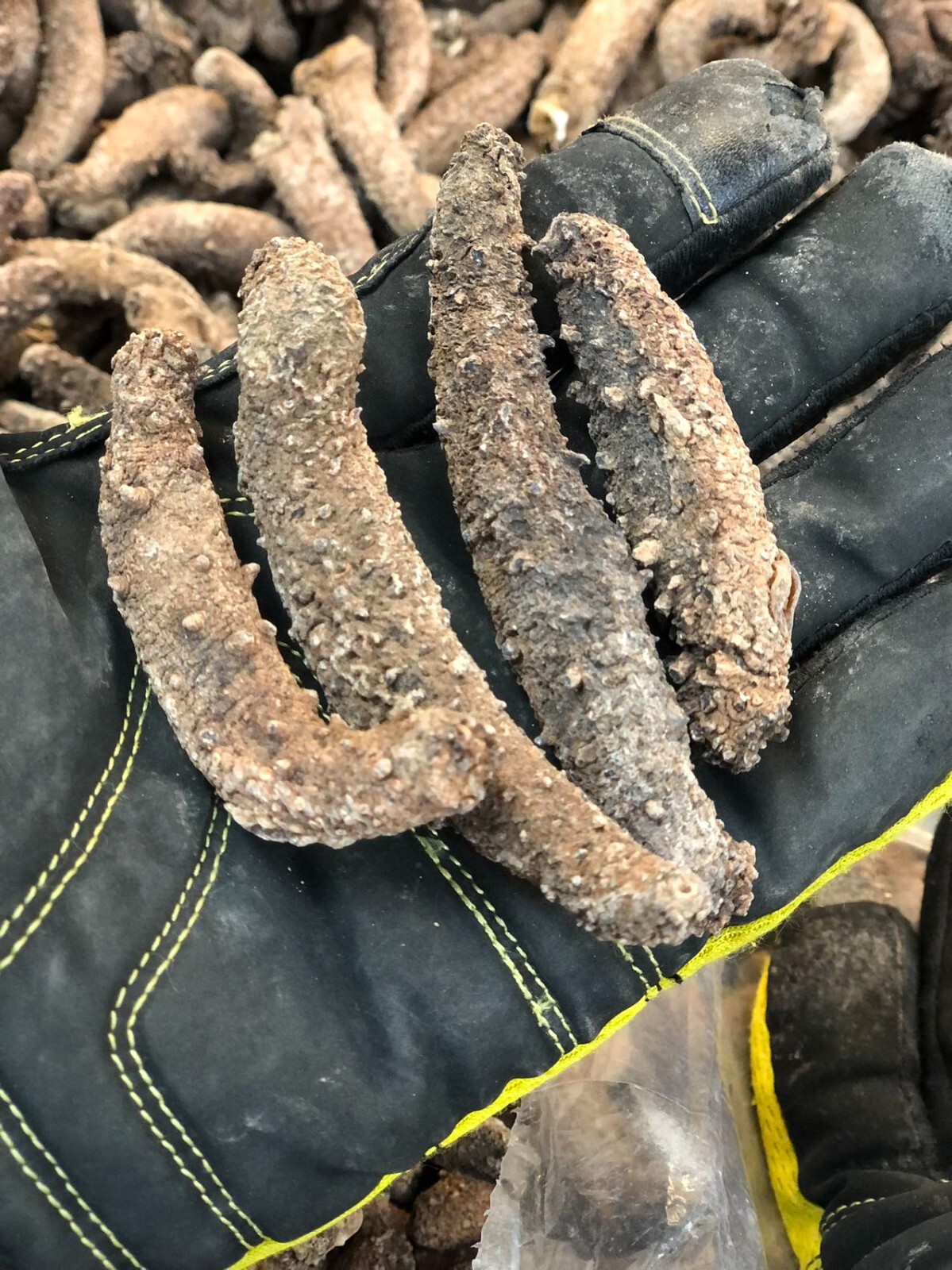 阿拉斯加红参(海参)Super 3A natural Sun Dried ALASKA Red Sea Cucumber(Size XL)1LB/Bag