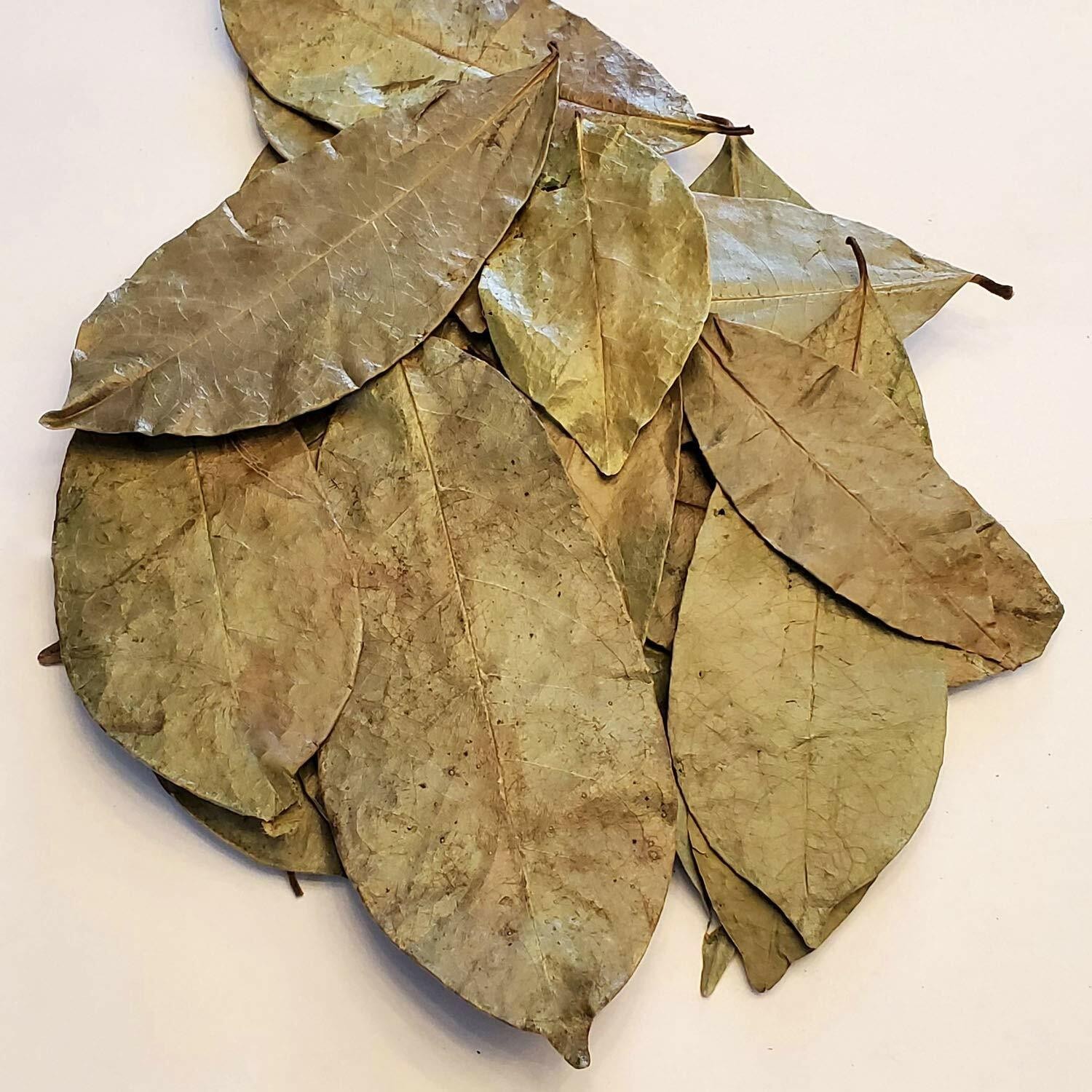Graviola Whole Leaves 10KG Bulk Annona Muricata | Soursop Commercial Supply