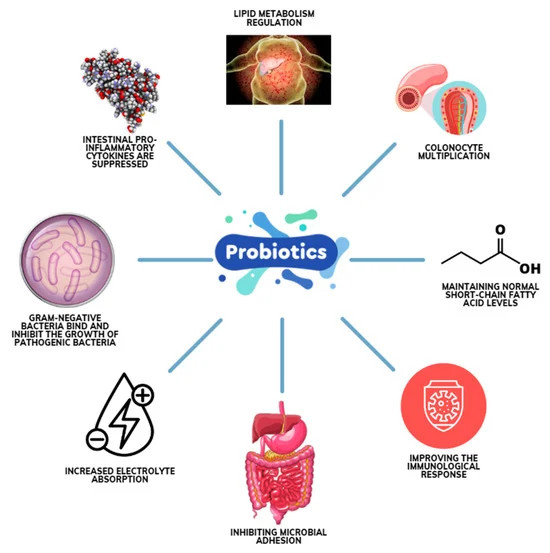 Digestive Enzymes Prebiotic & Probiotics Gas, Constipation & Bloating Relief 100