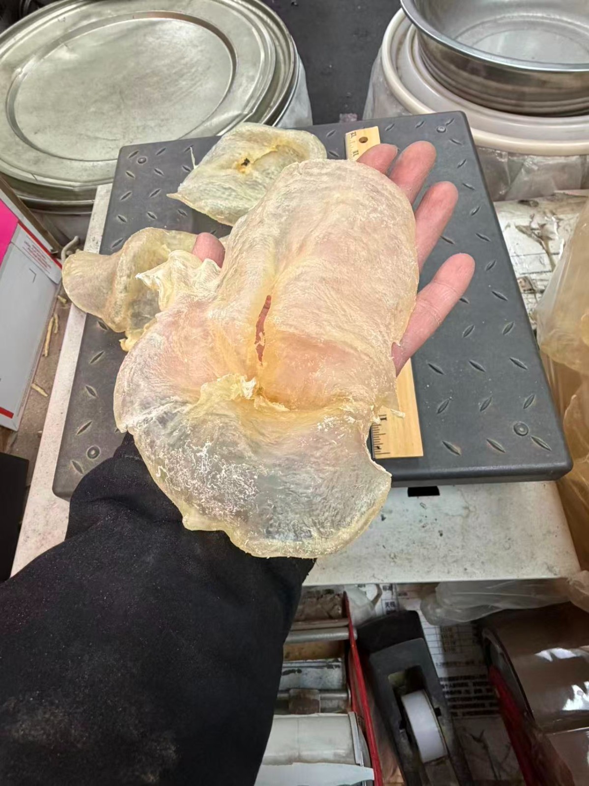 南美洲野生特大7头蝴蝶胶1LB/Bag XL Size Dried South American wild caught fish maw-U.S Seller