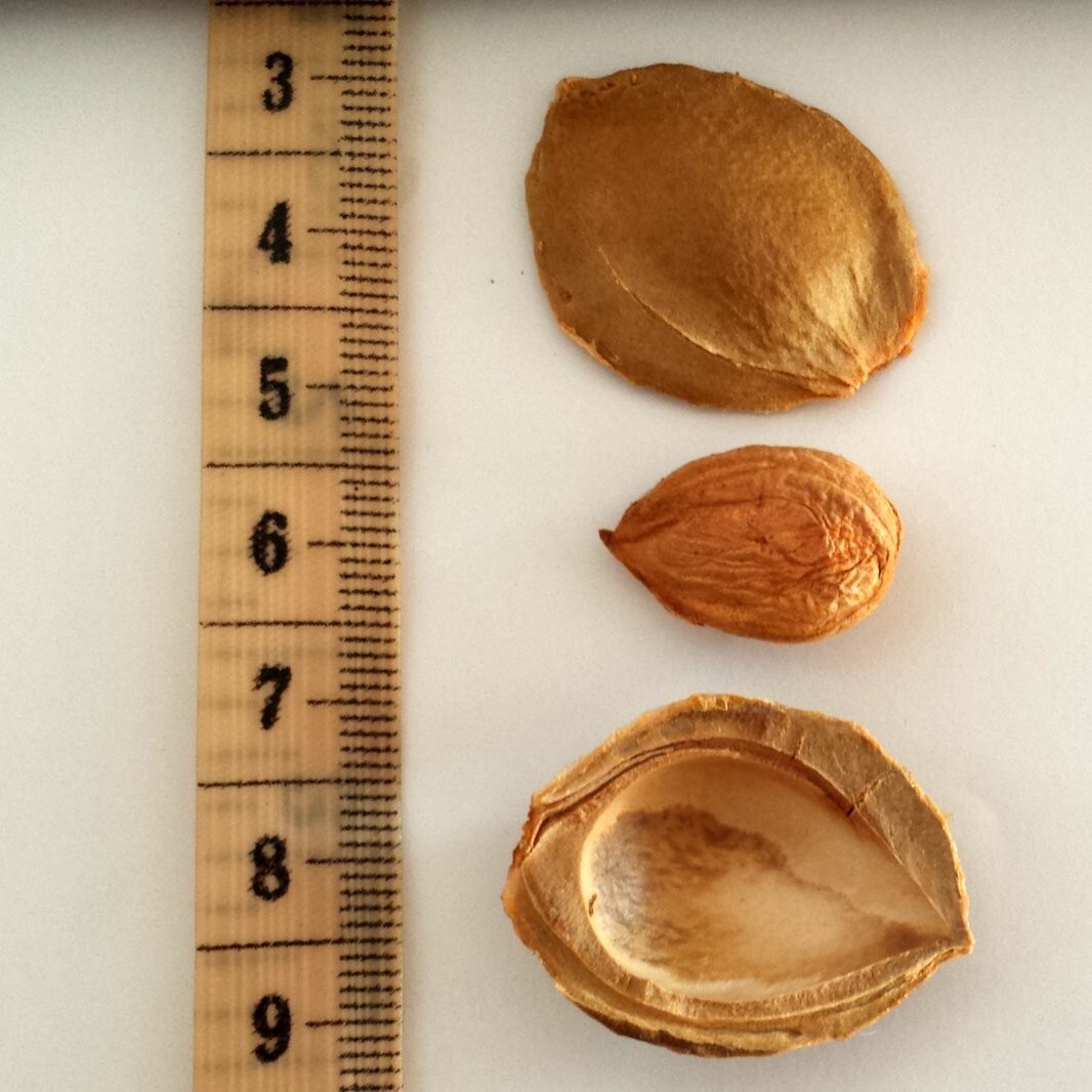 8 OZ Bag, Apricot Seeds, California Grown, Bitter, Raw, 100% All Natural
