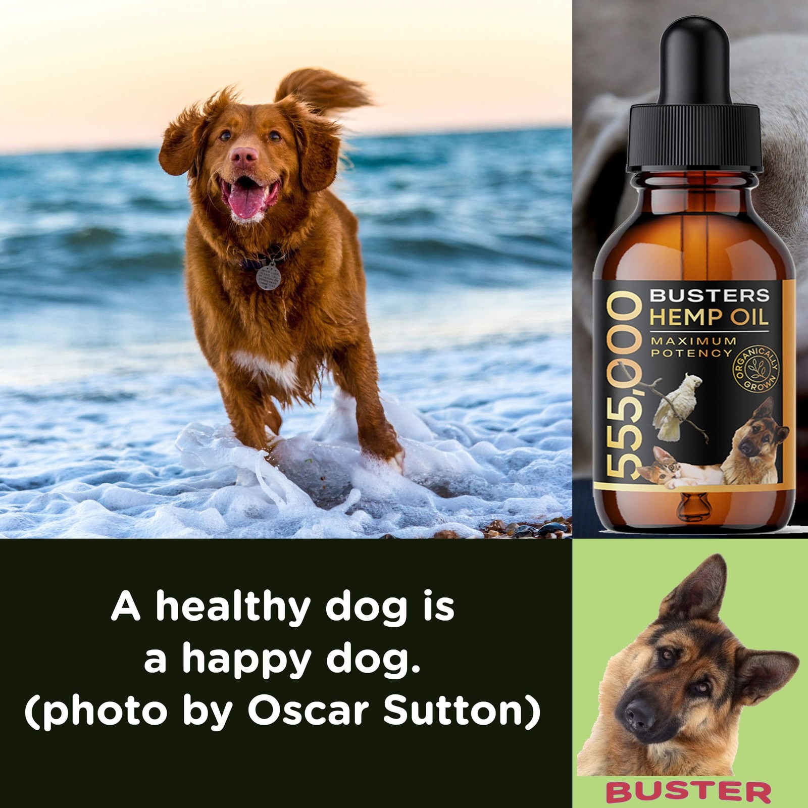Buster’s Hemp Oil for Dogs & Cats, Calm, Joint, Coat, 3Pack 60ml | Cold-press…