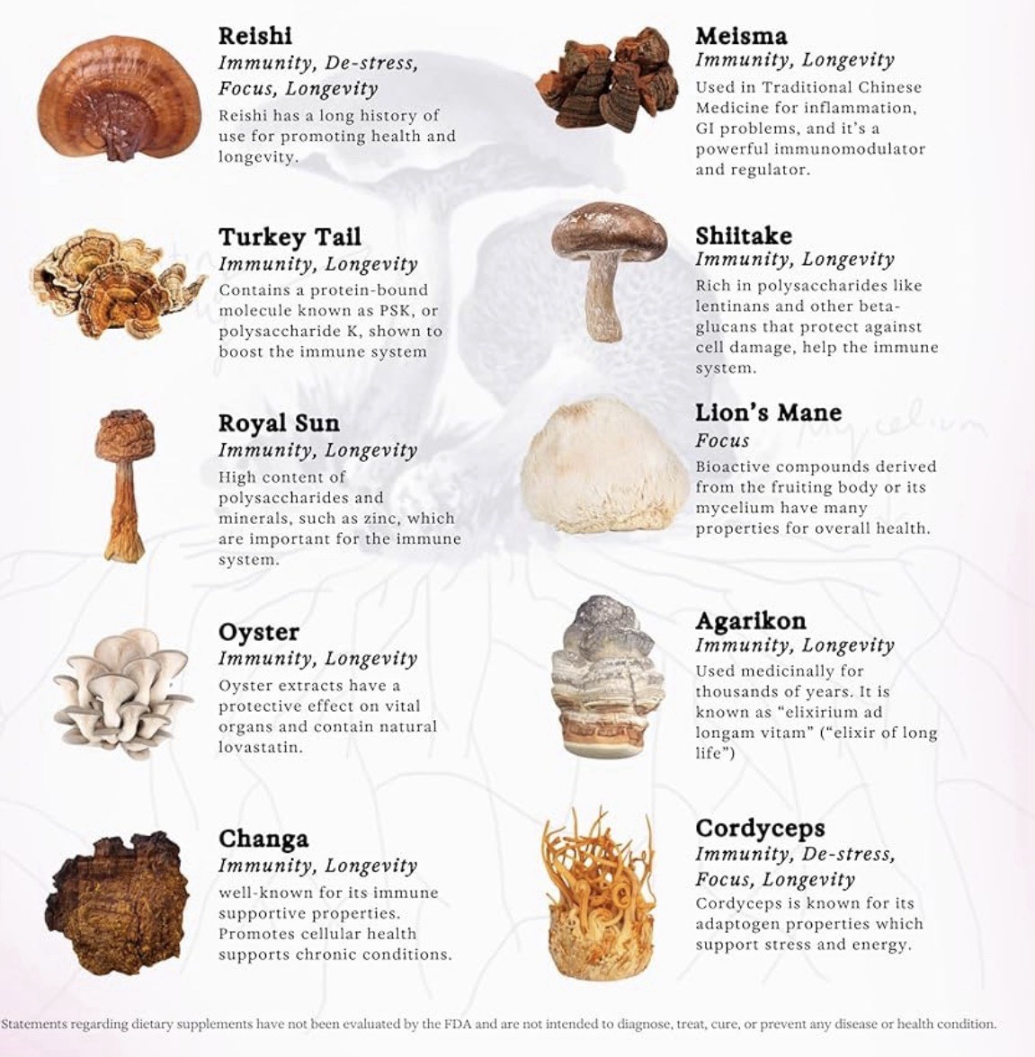 Rainbo 11:11 Super Multi-Mushroom Tincture W Lion’s Mane & Turkey Tail 3.4 fl oz