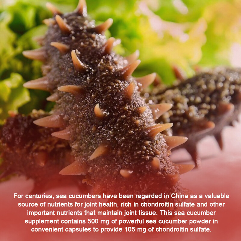 Sea Cucumber 1000mg – Supports Cartilage Protection and Connective Tissue Health