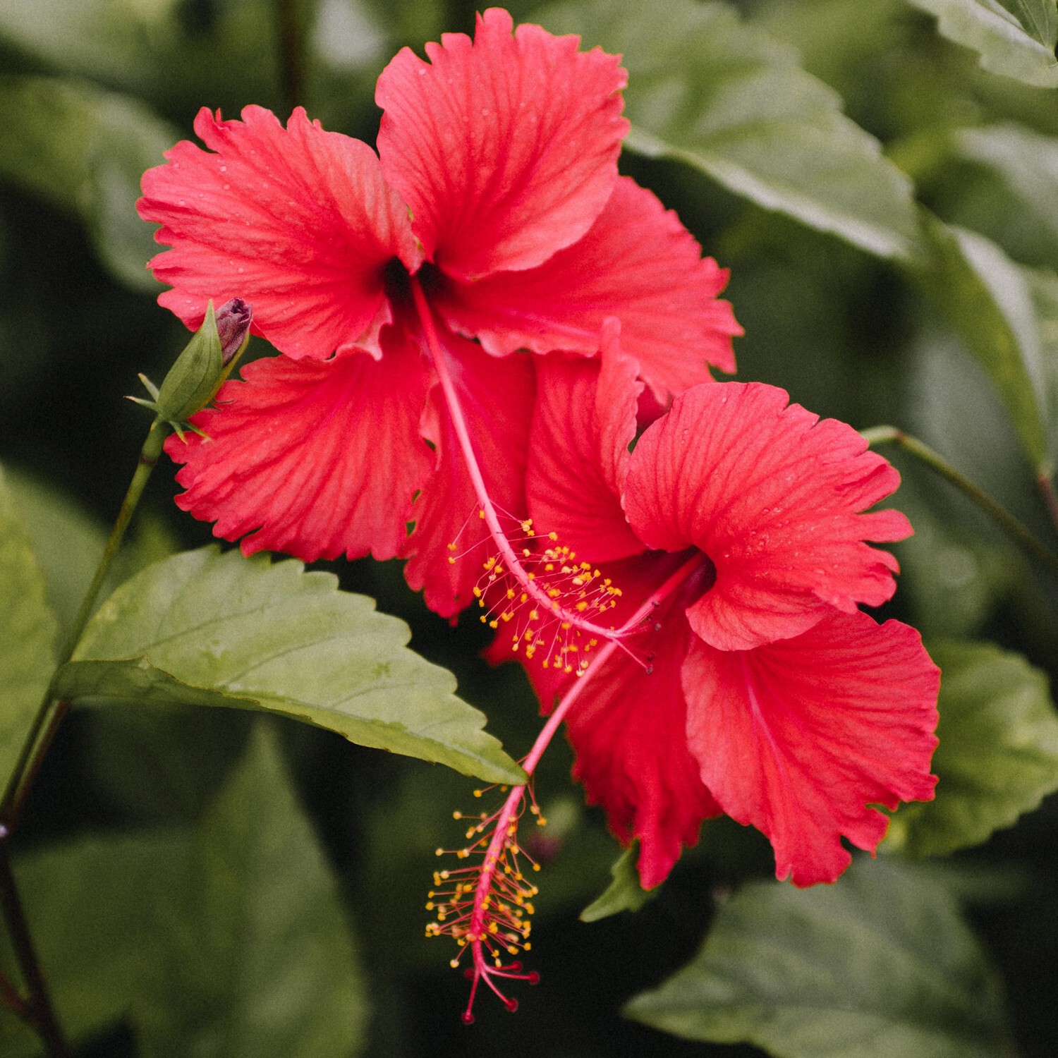 Hibiscus Flower 20KG Bulk Cut & Sifted Wholesale Commercial Supply