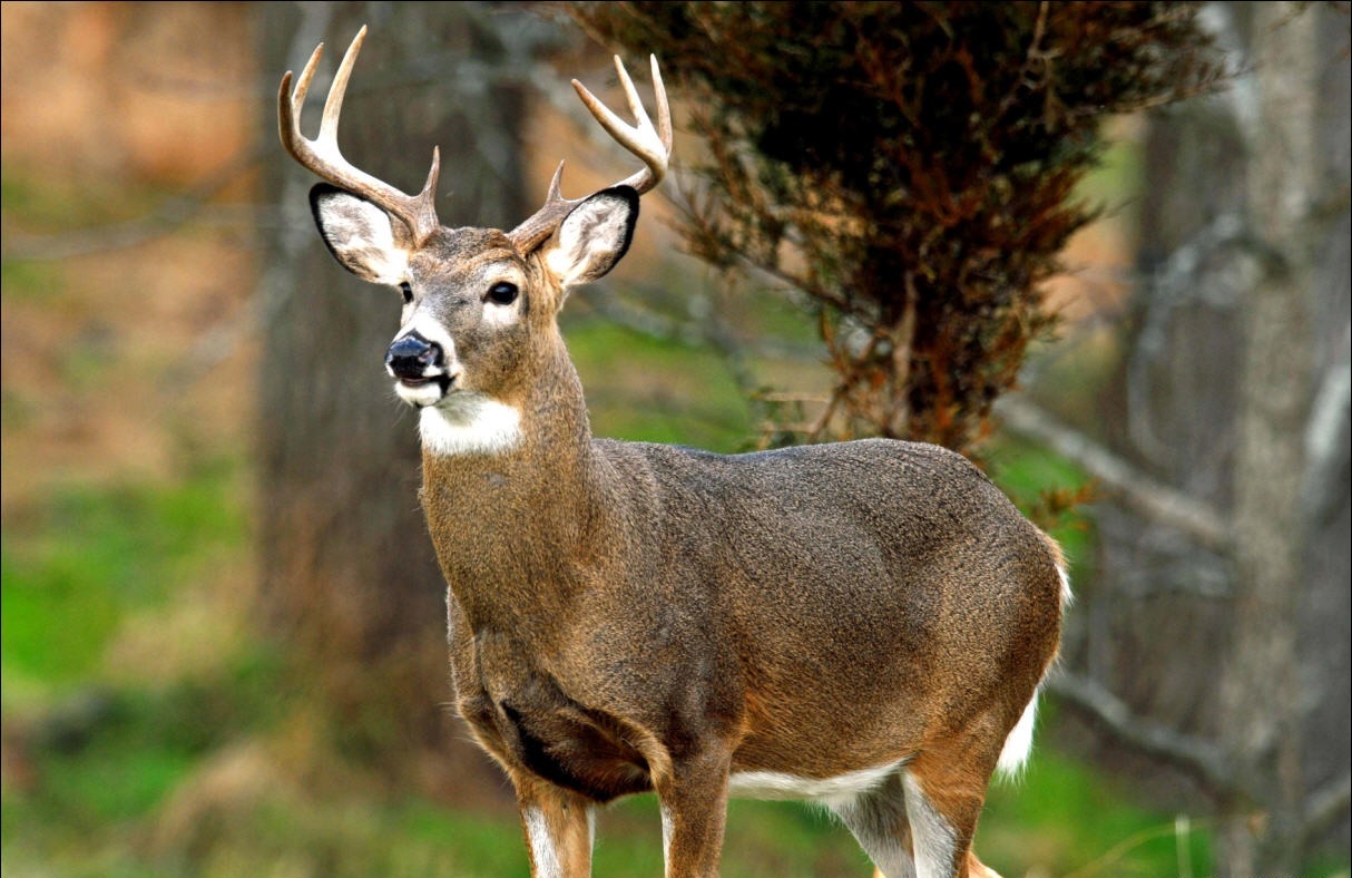 Deer Antler Spray Velvet Extract 2OZ