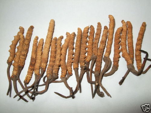 Wild Cordyceps Dong Chong Xia Cao 2 G
