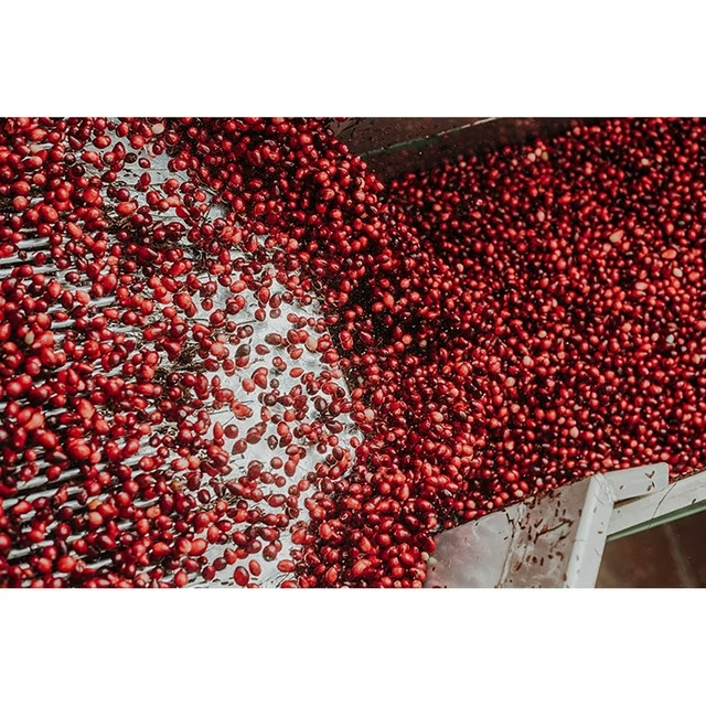 Member’s Mark Clinical Strength Cranberry Capsules 500 mg 150 Count 04/2028EXP