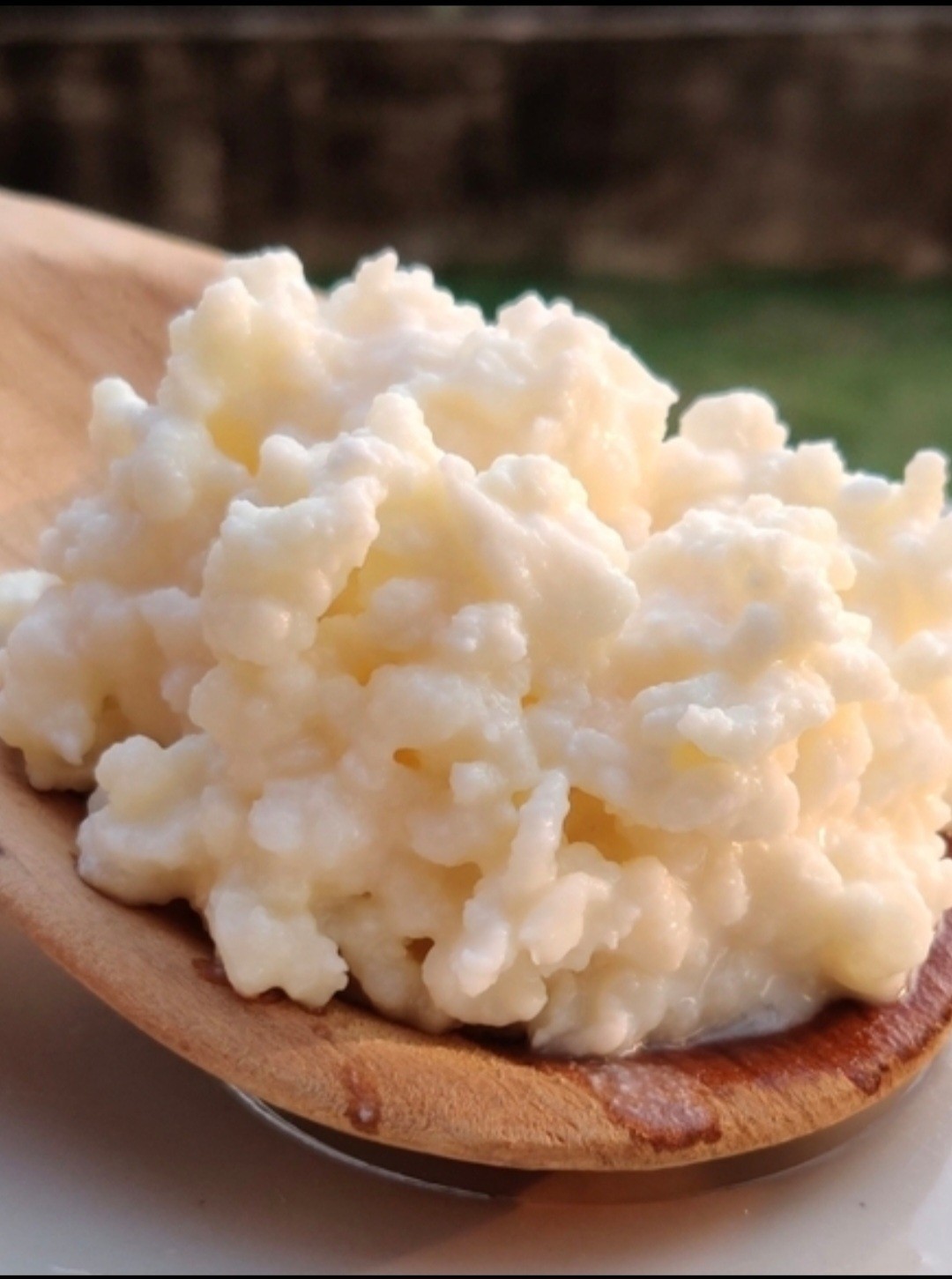 Live Milk Kefir Grains Organic Grass Fed Probiotic Cultures Strong and Fresh