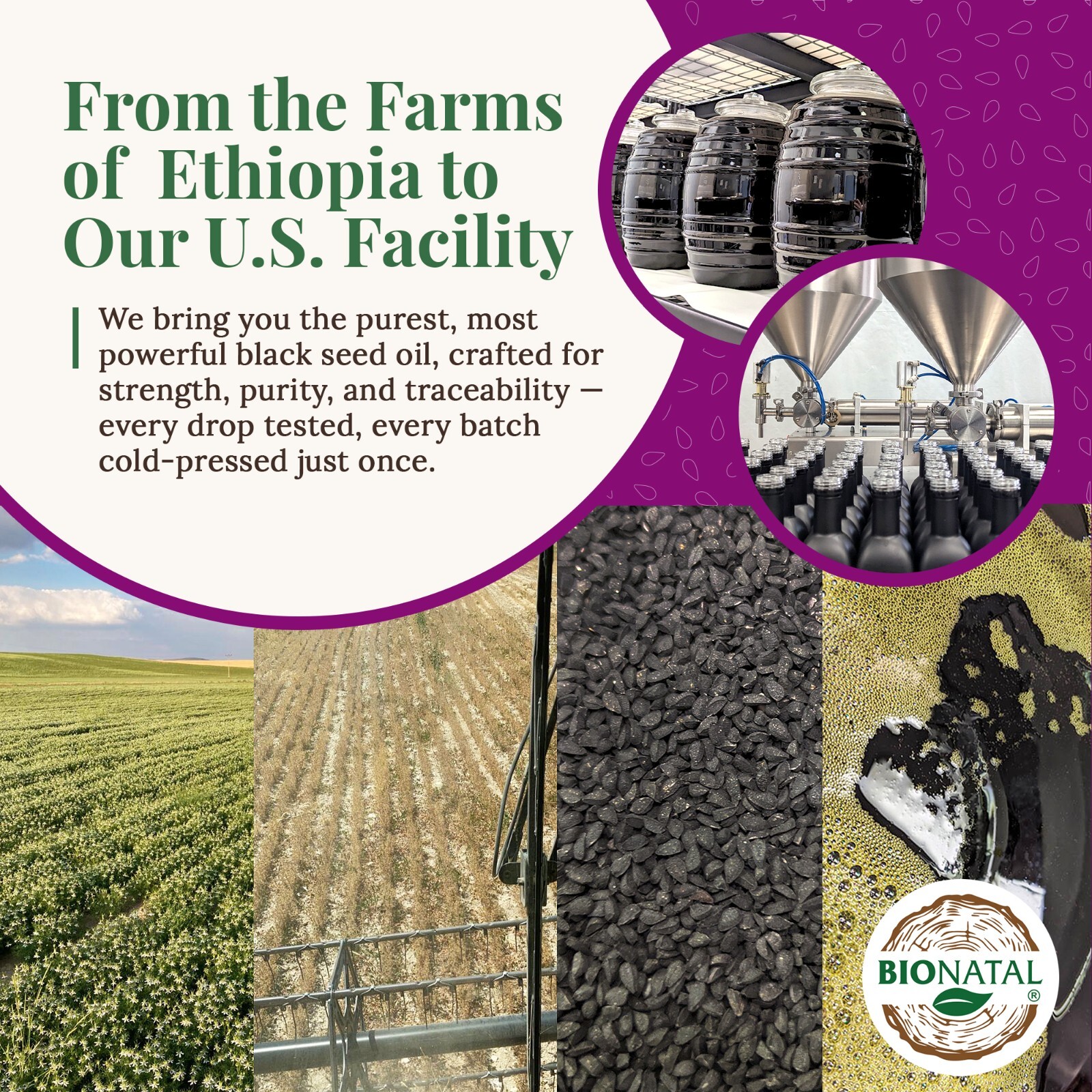 Ethiopian Black Seed Oil 16oz (PET)