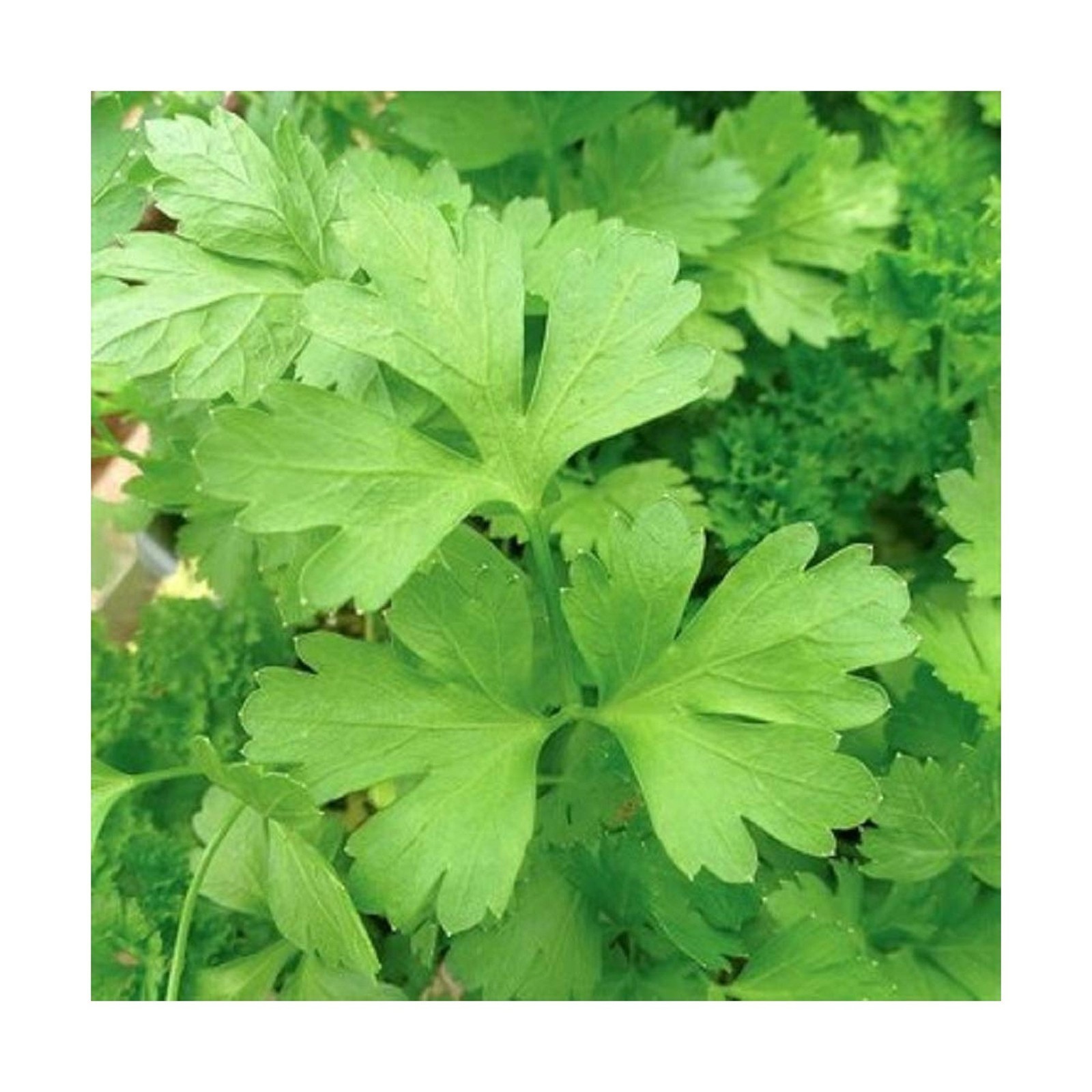 Plain or Single Parsley Seeds – 25 Count Seed Pack – Non-GMO – A Small Versio…