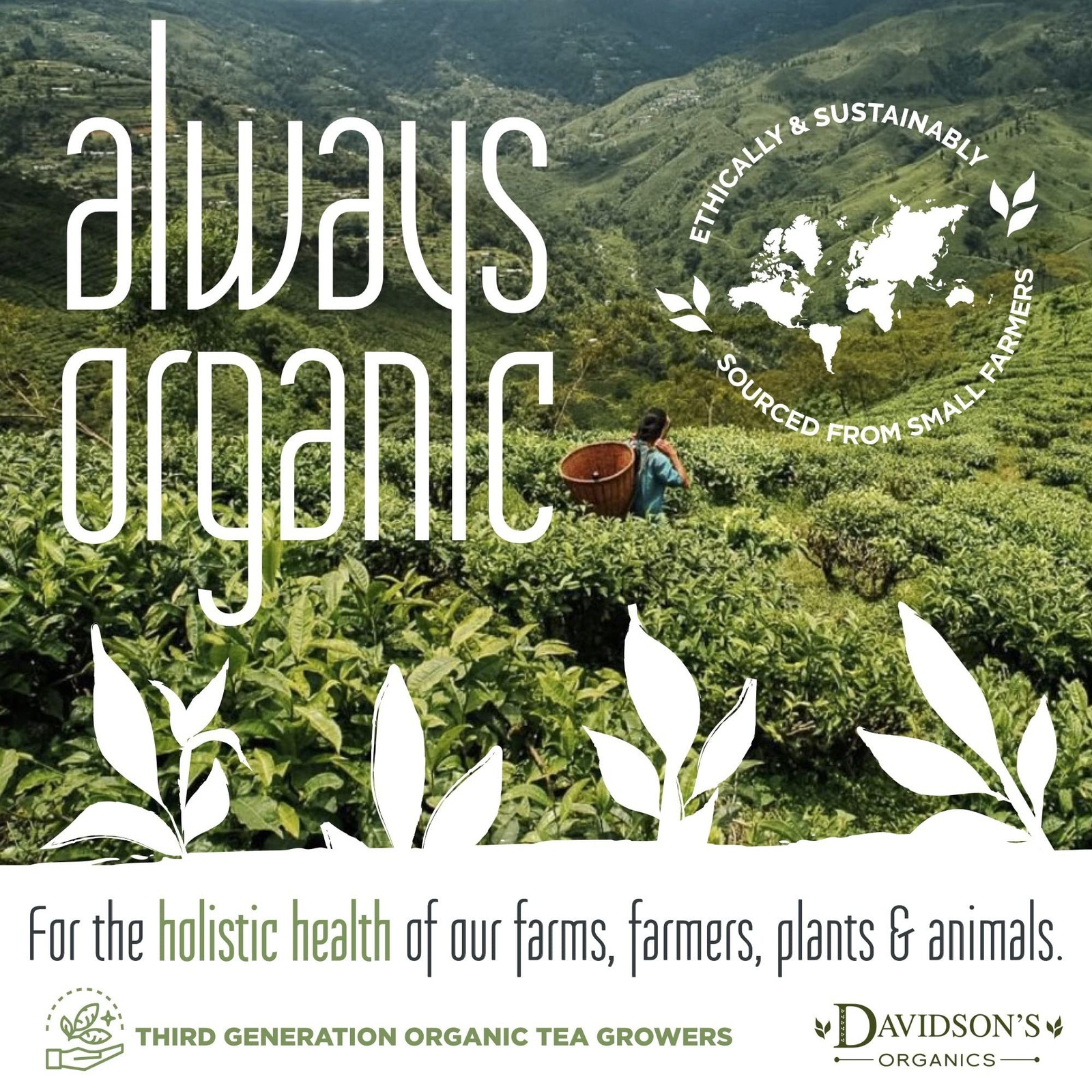 Davidson’s Organics, Autumn Fruit & Flowers, Loose Leaf Tea, 16-Ounce Bag