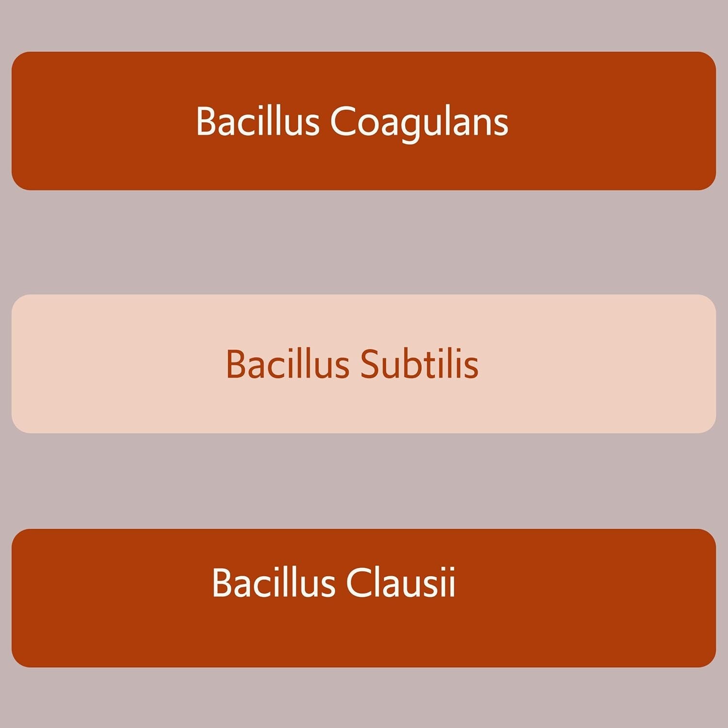 Bacillus B3 Probiotics – Bacillus Subtilis, Coagulans Clausii Enzymes prebiotic