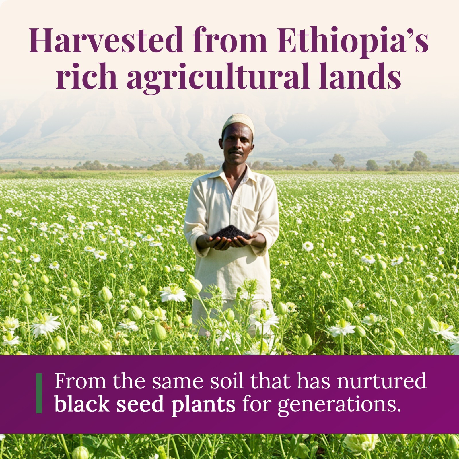 Ethiopian Black Seed Oil 16oz (PET)