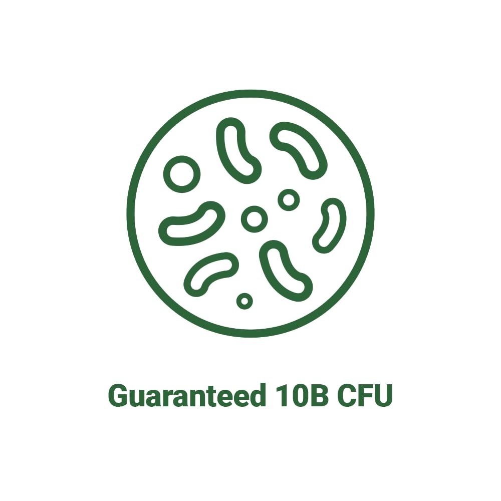 Lactobacillus Gasseri Probiotic 10 Billion CFU – 30 Capsules for Gut Health